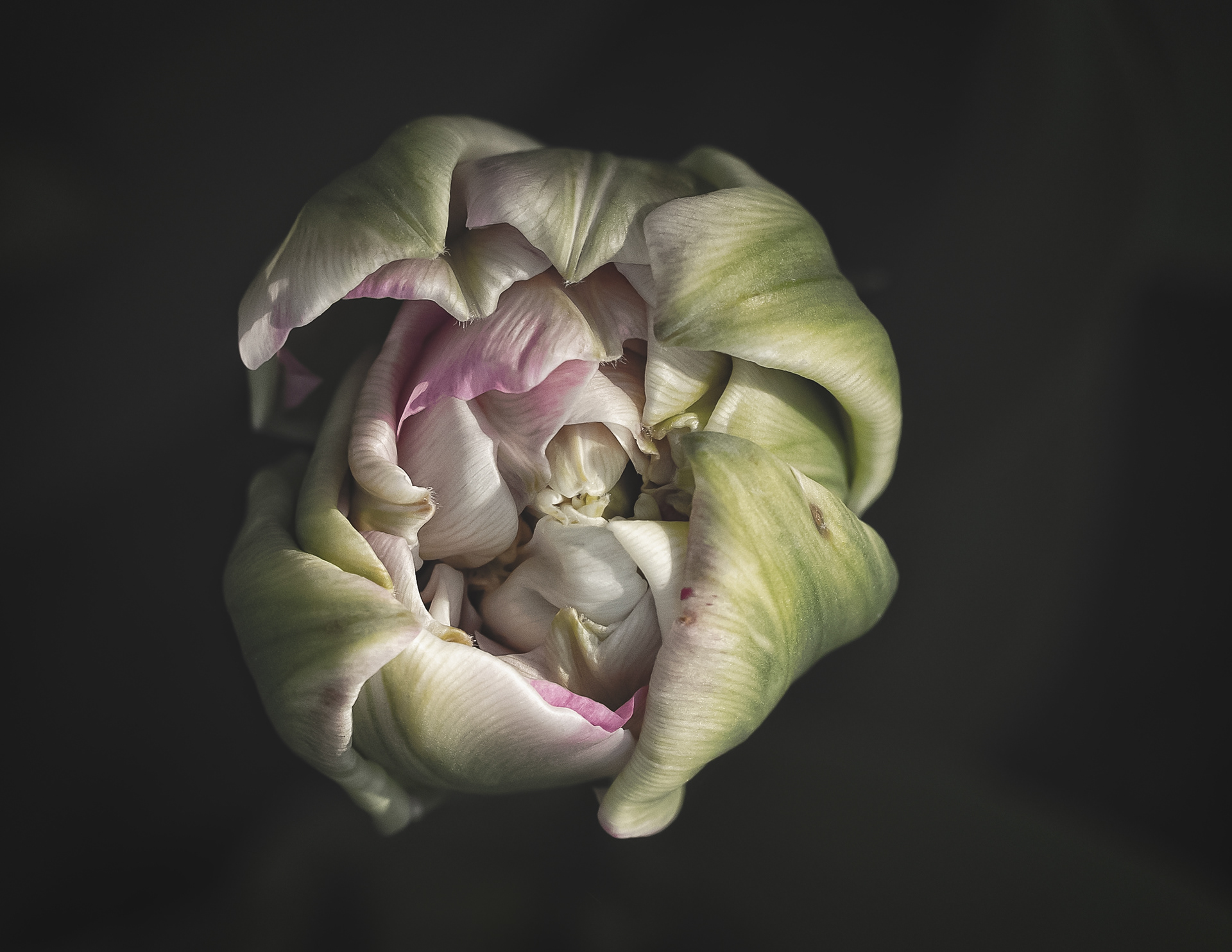 Tulip Ready To Unfold