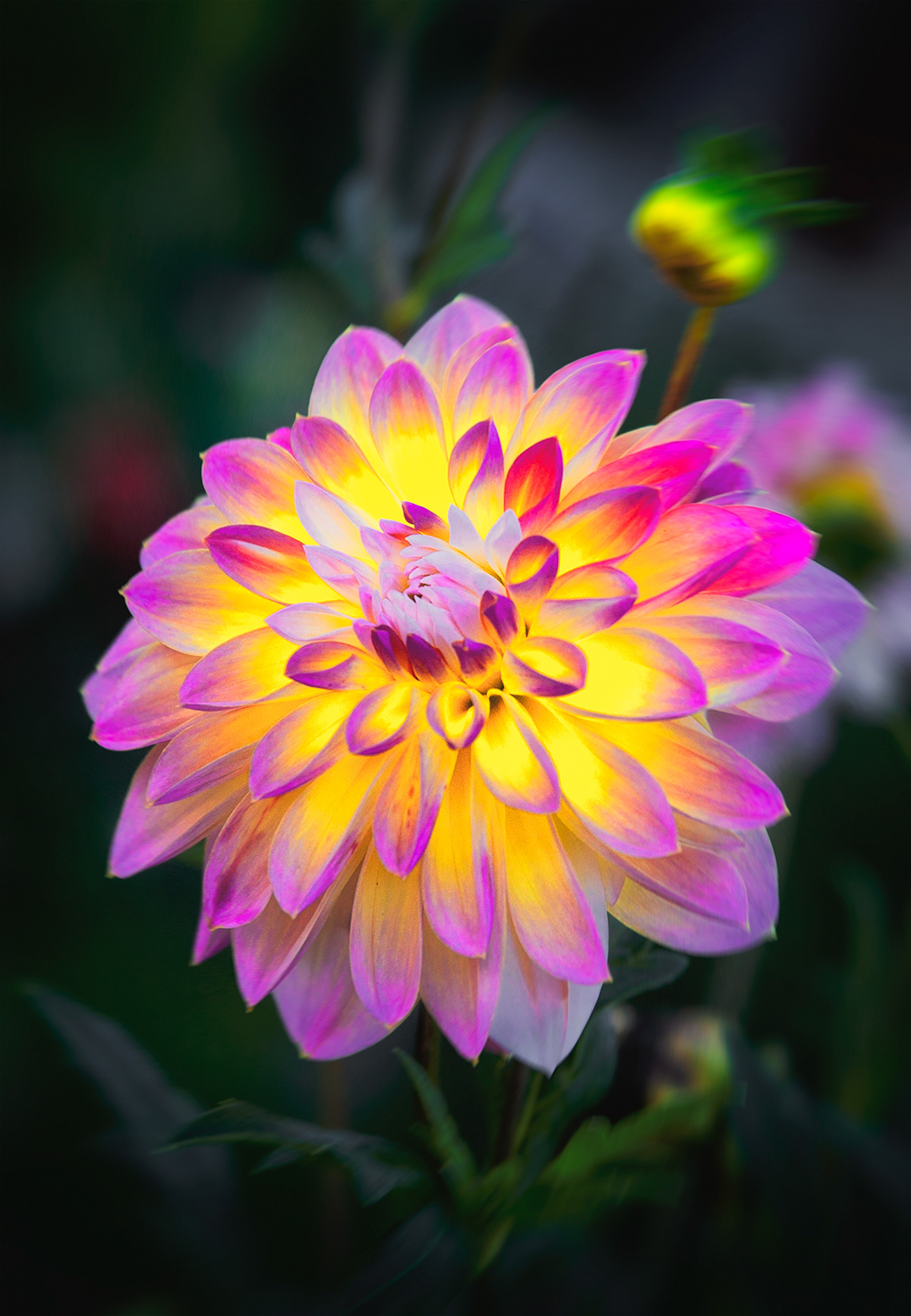 Dahlia