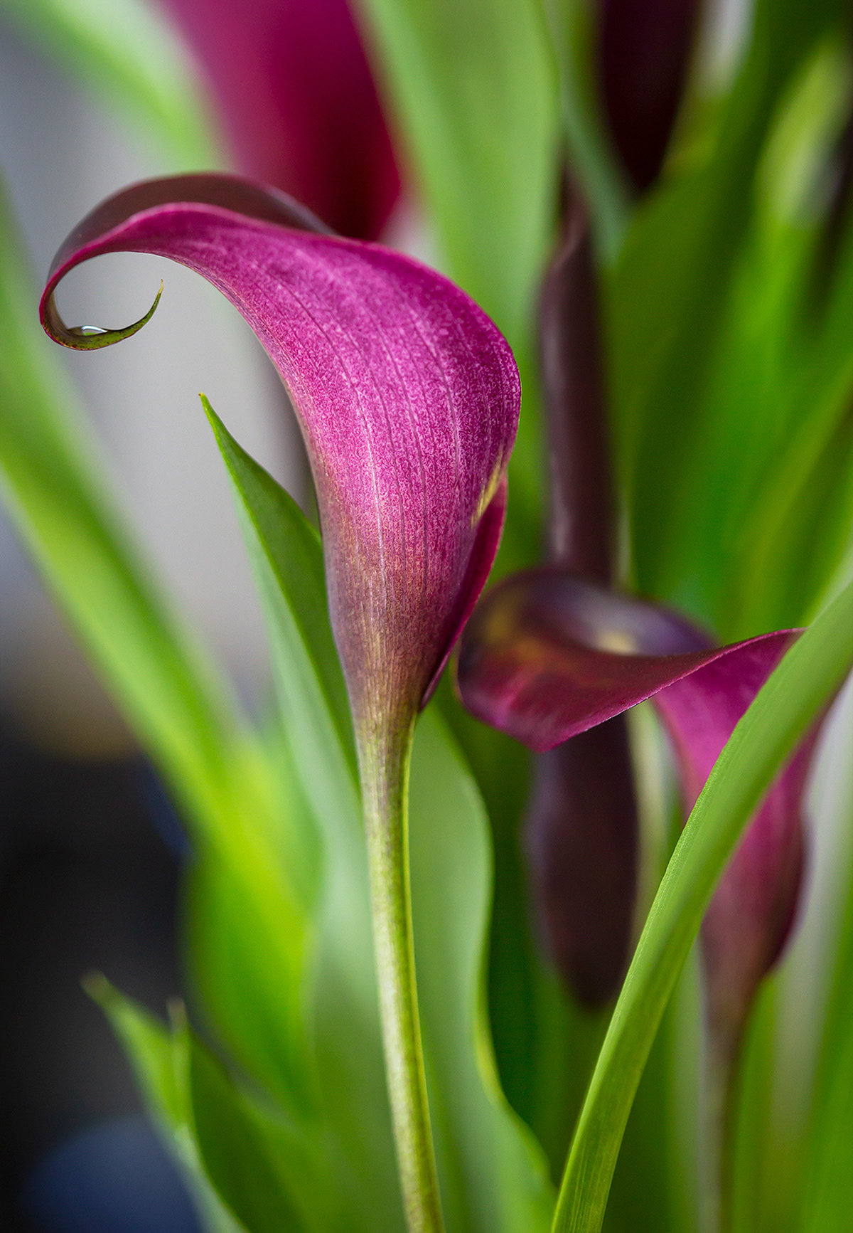 Calla Lily