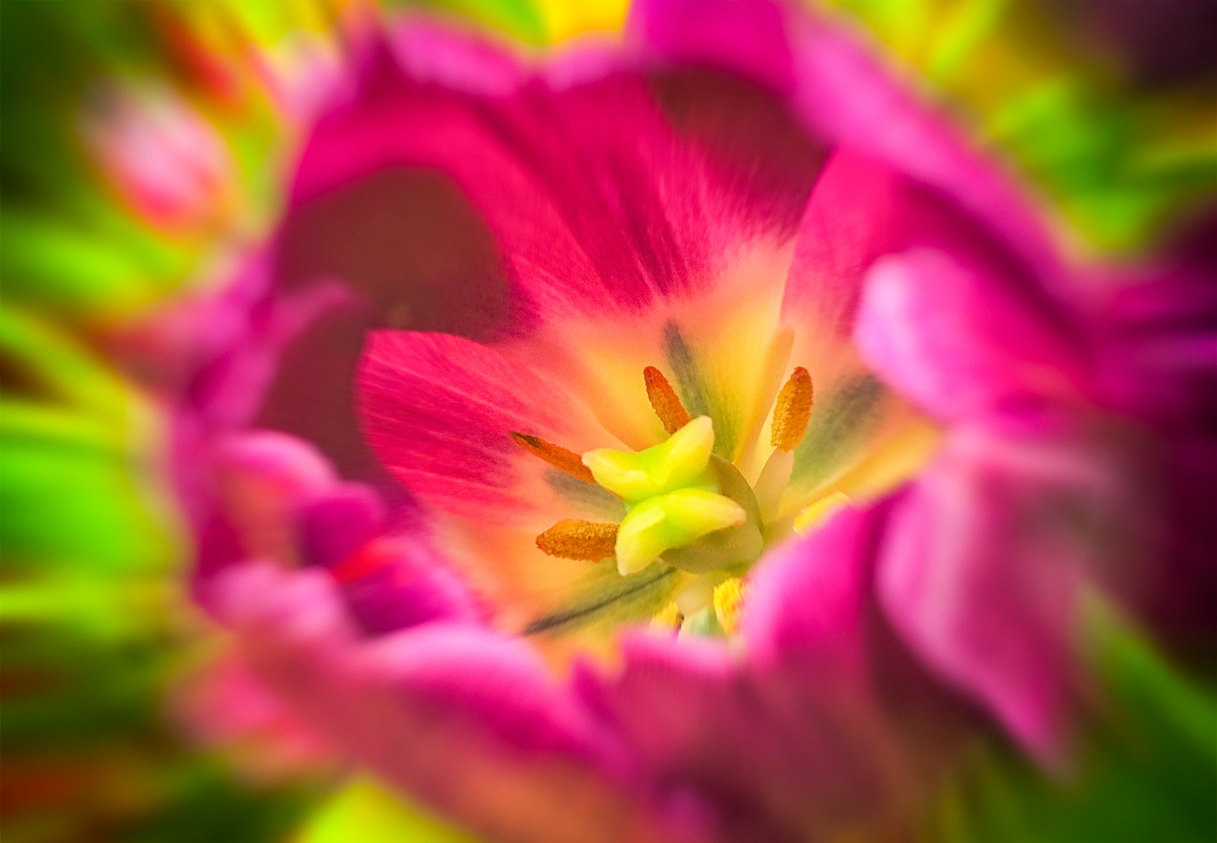 Tulip
