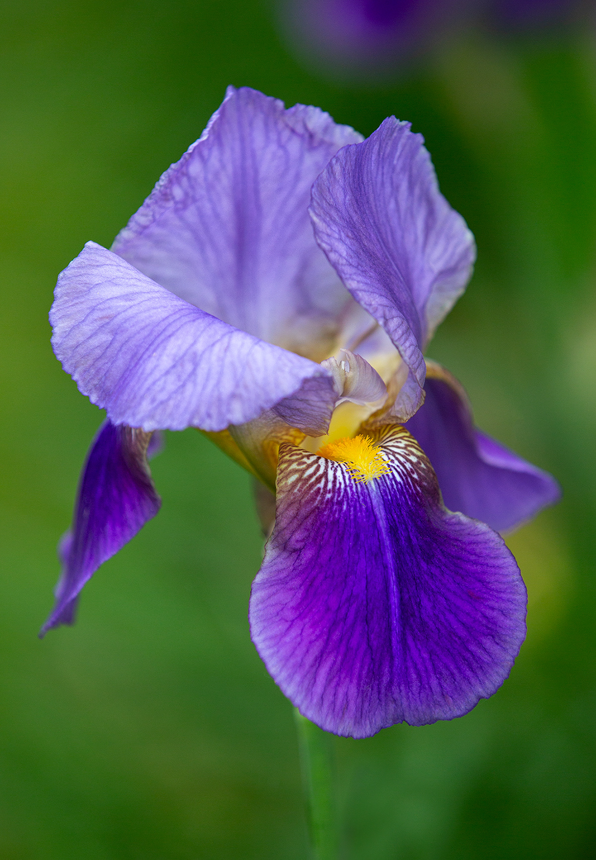 Iris