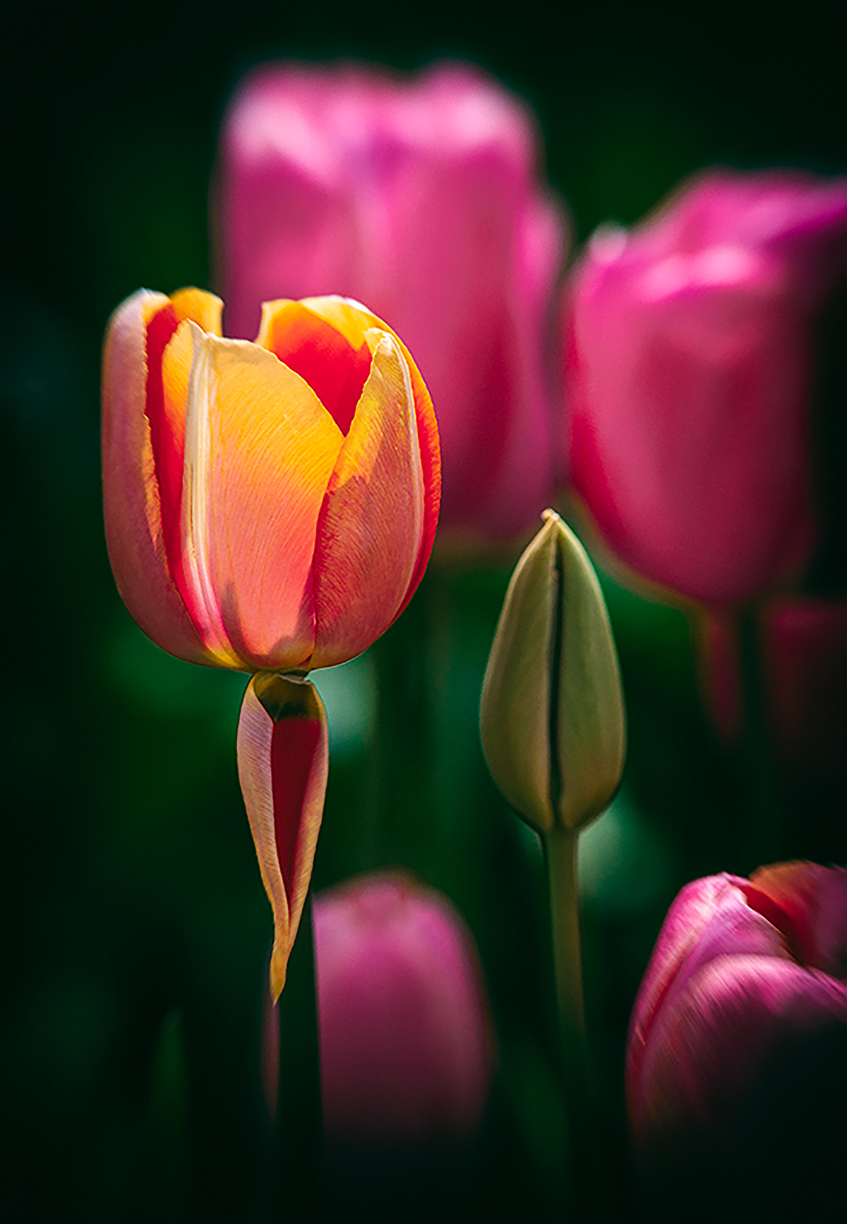 Tulips