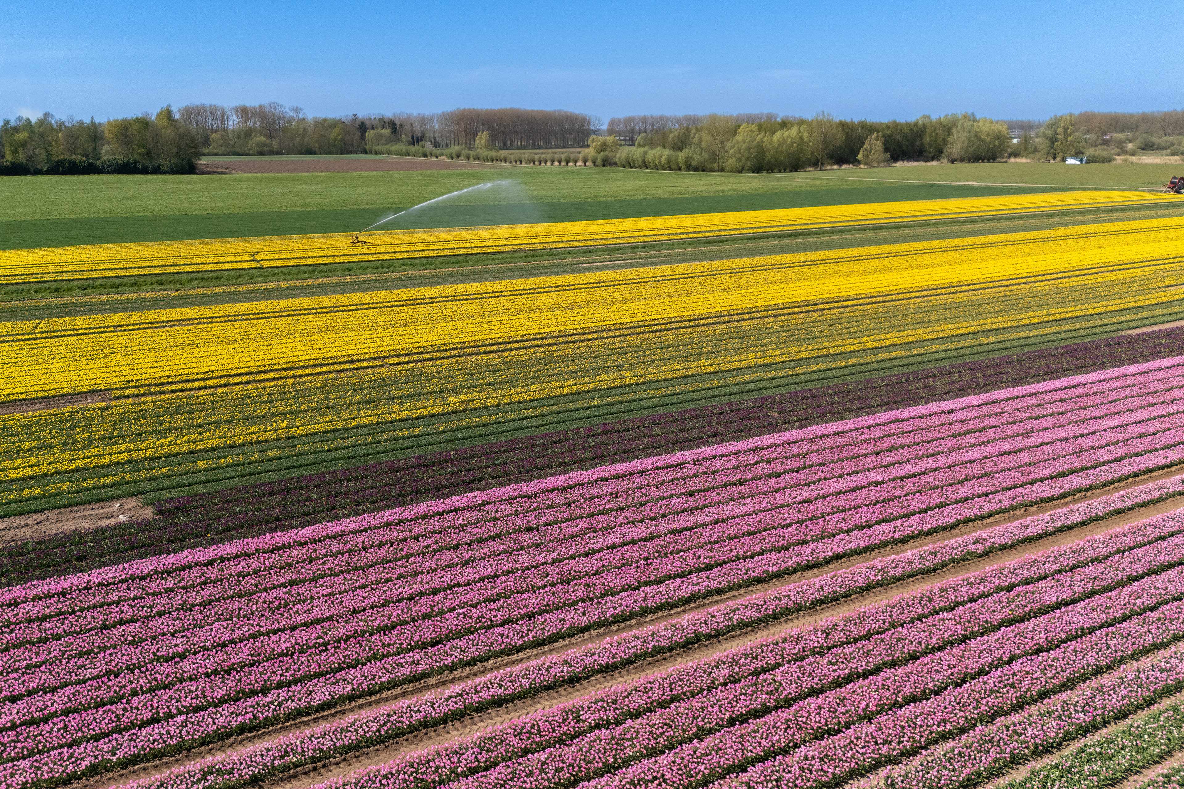 Tulpenvelden (Meerdonk)