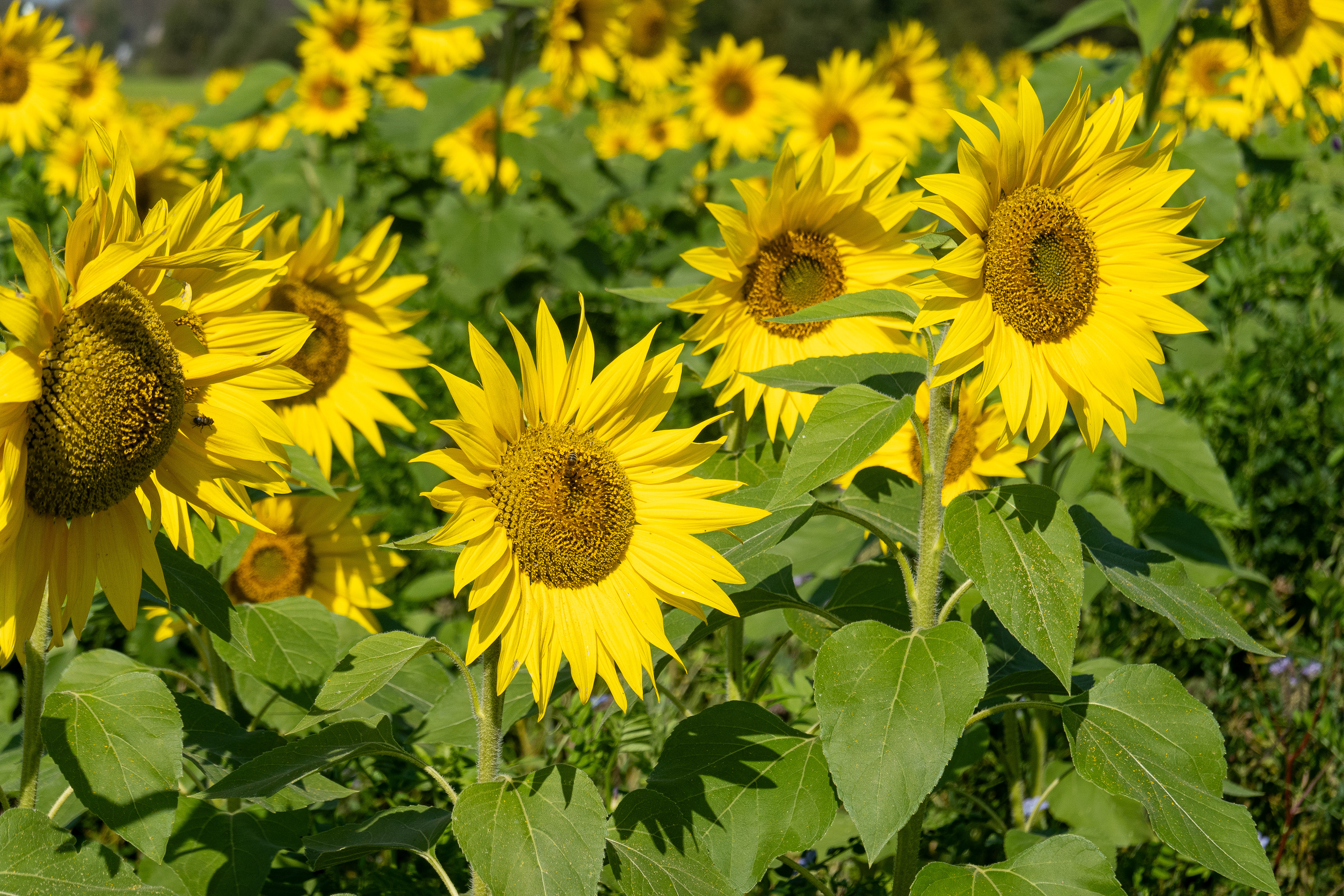 Zonnebloemen