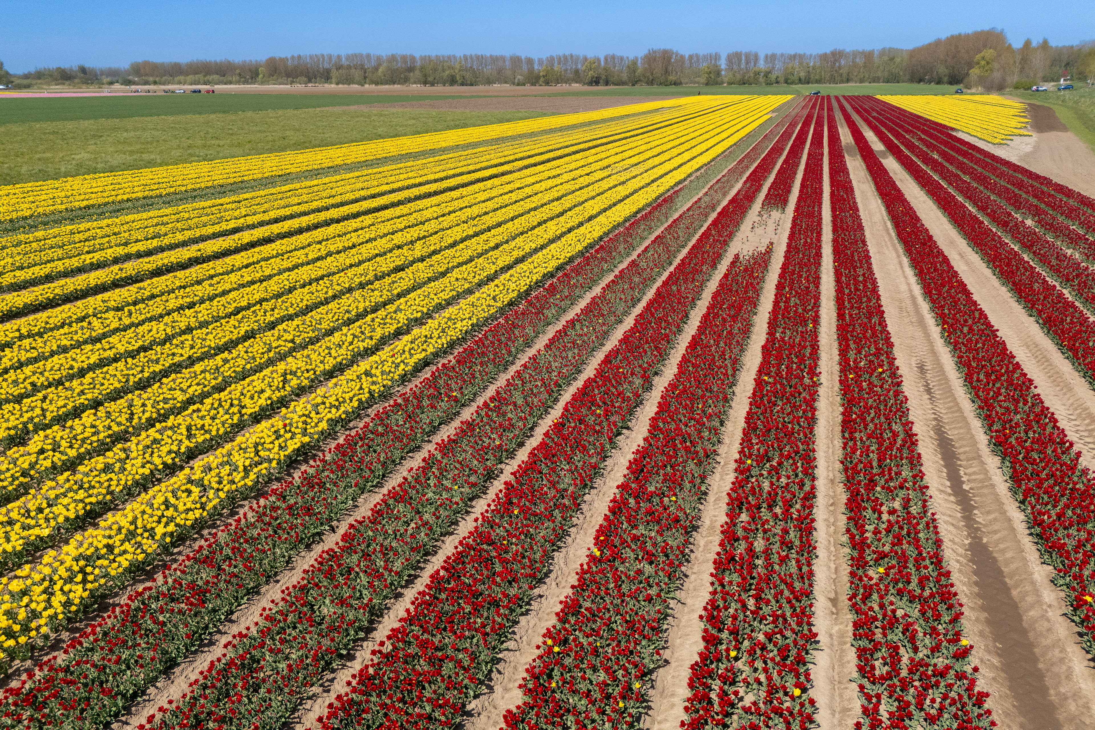 Tulpenvelden (Meerdonk)