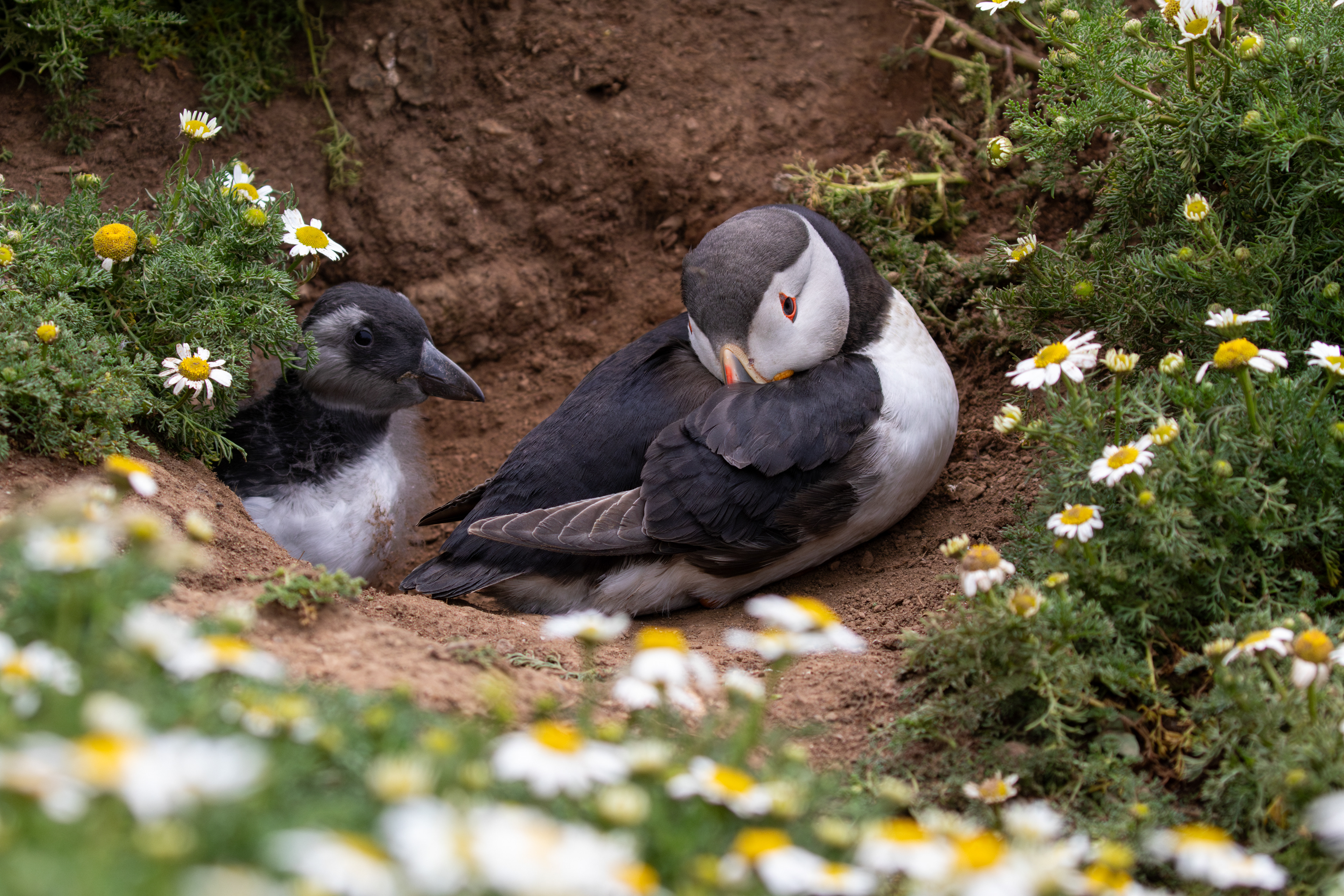 Puffling