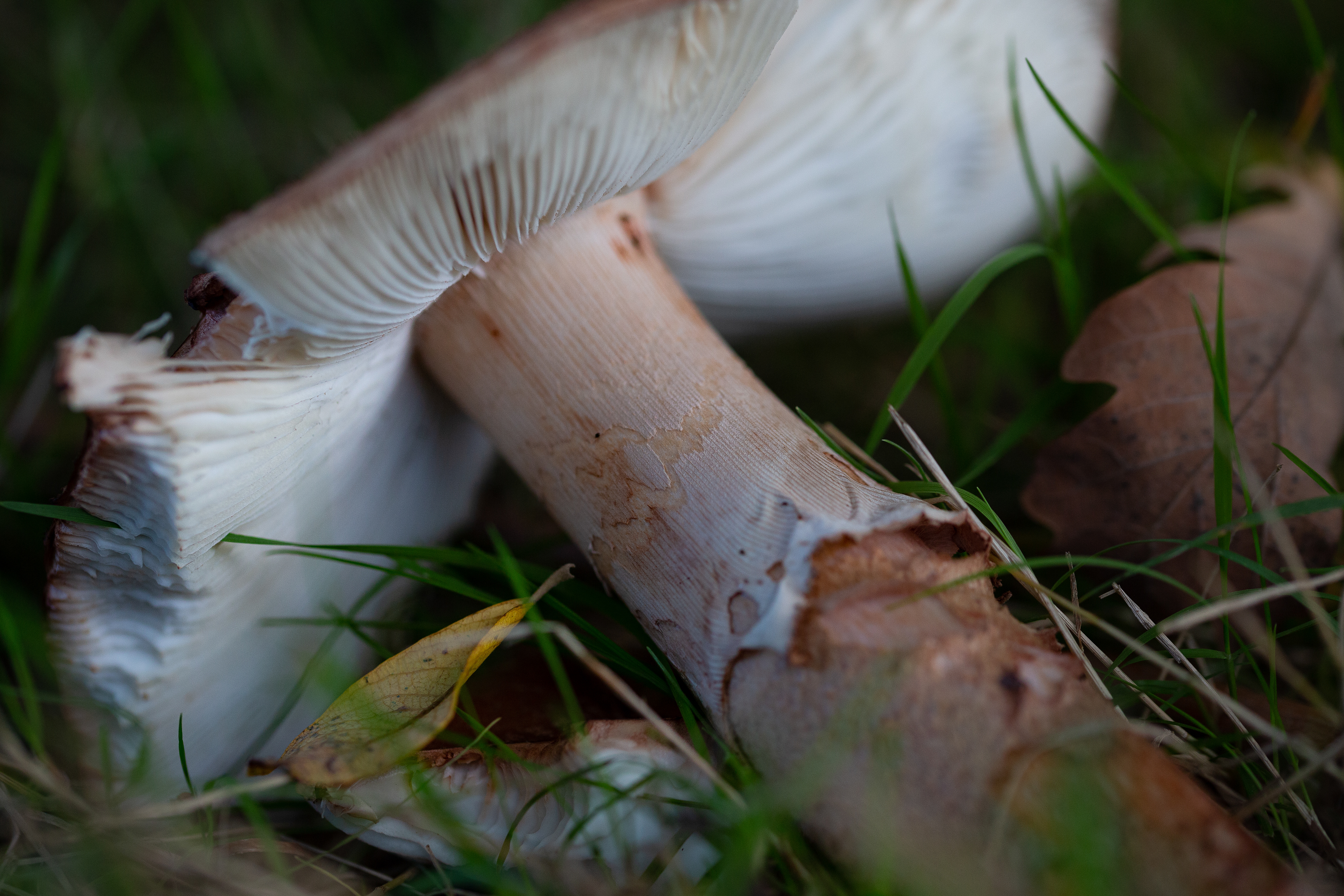 The Undergrowth