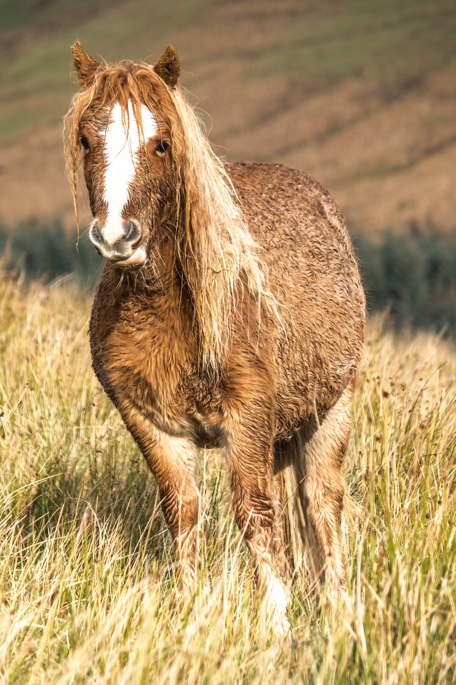 Wild Pony
