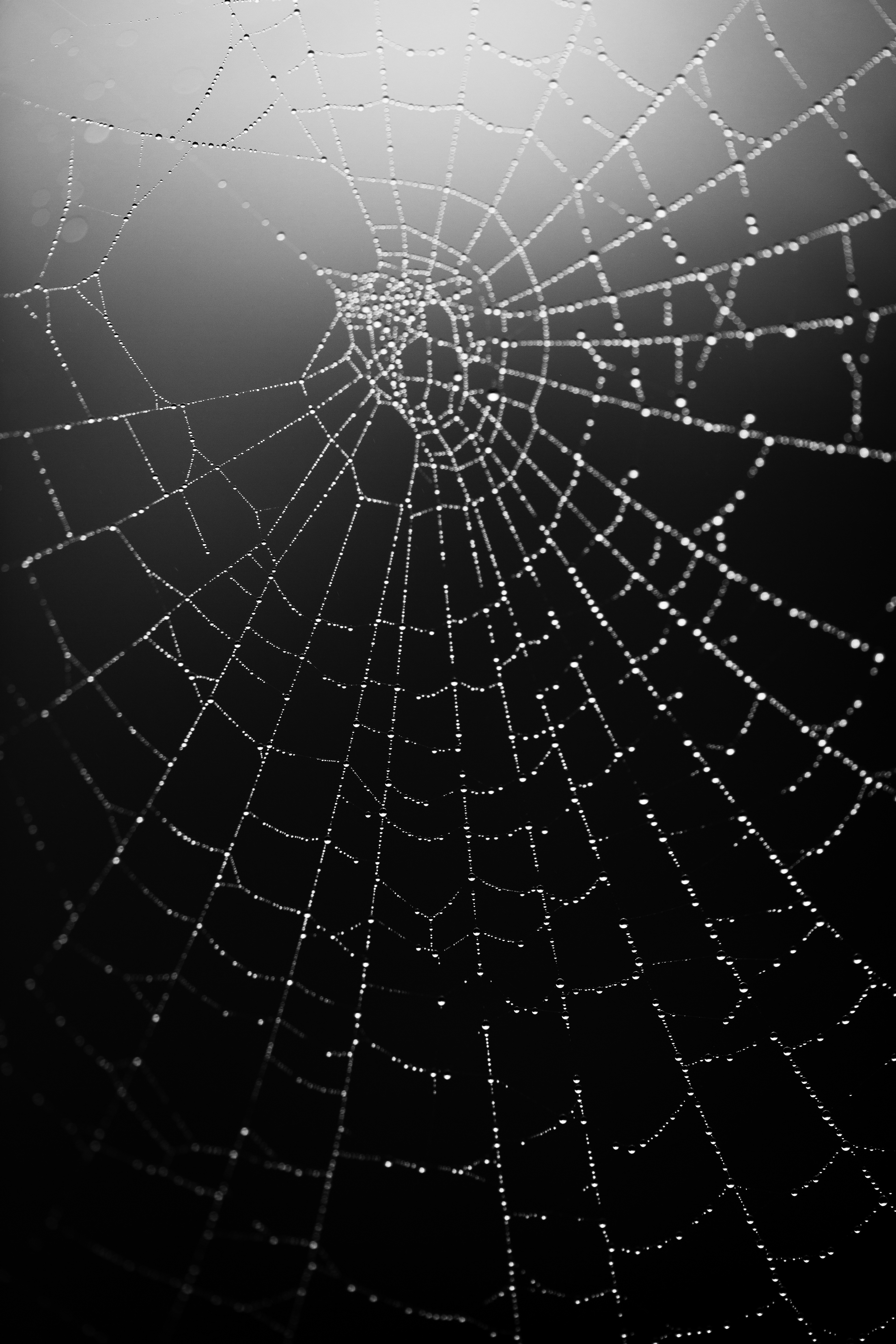 Dew on a Web