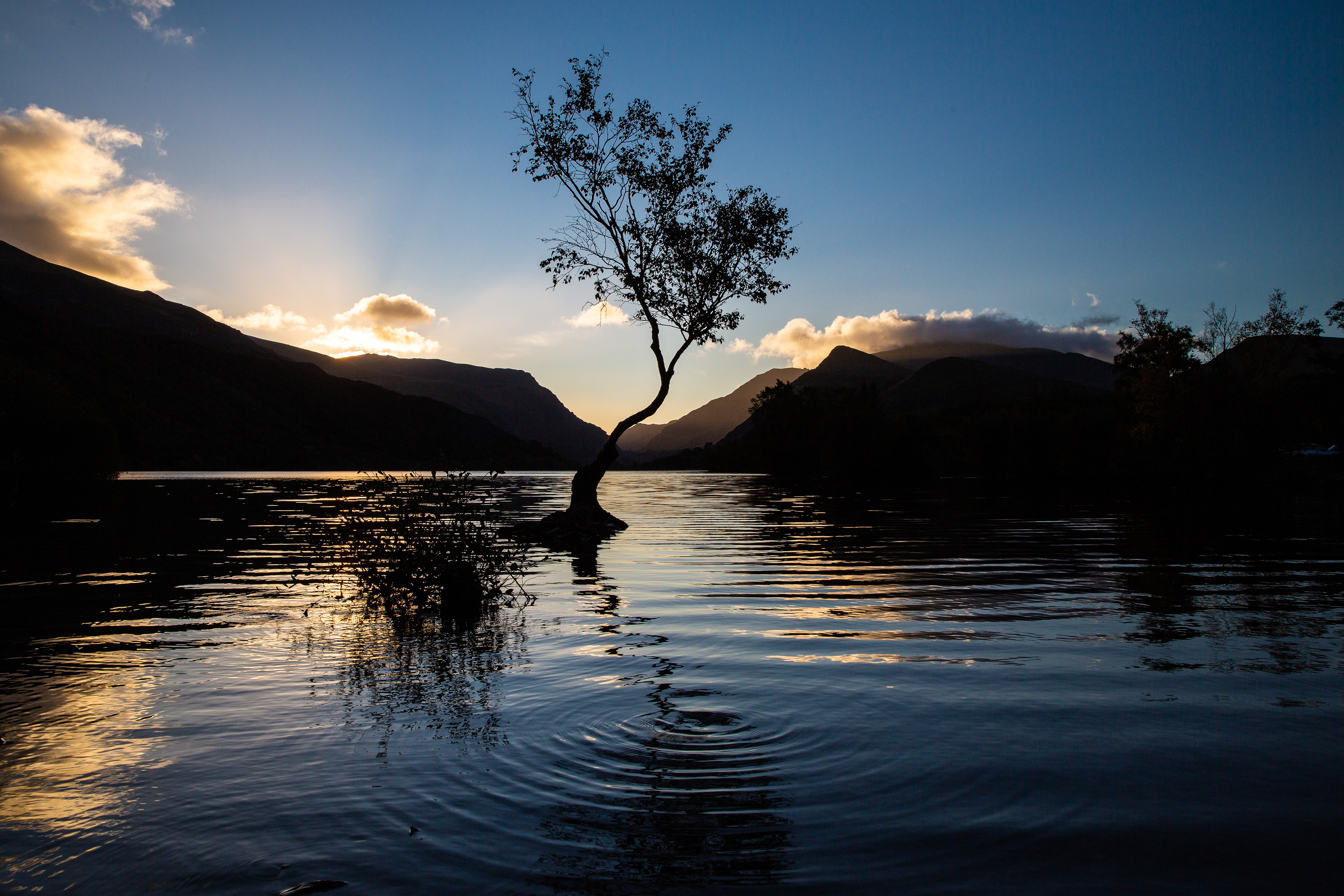 Lonely Tree Llanberis
