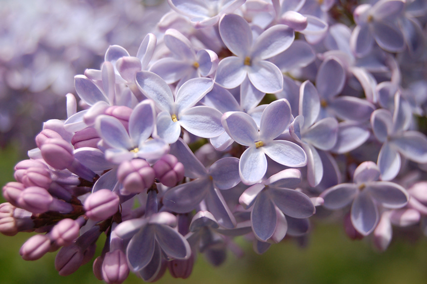 Lilac Close up; unframed, 24"x17"