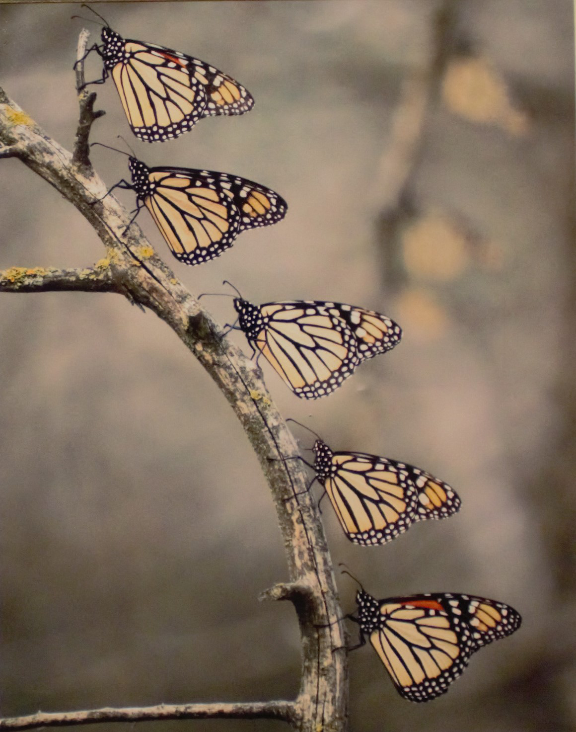 Wings at Rest by Pam Martin