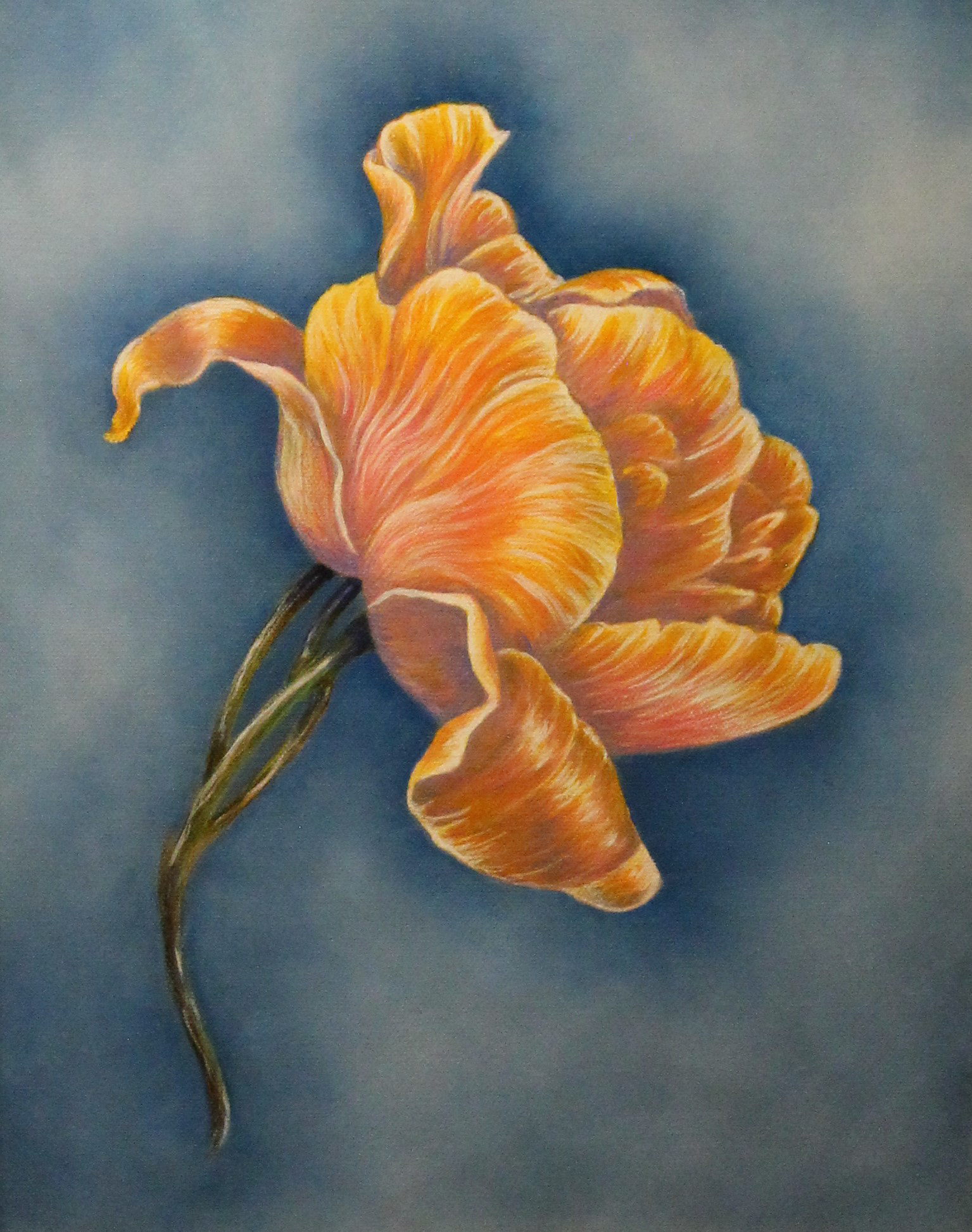 Tulip Under Grecian Sky by Karen Gore (2)