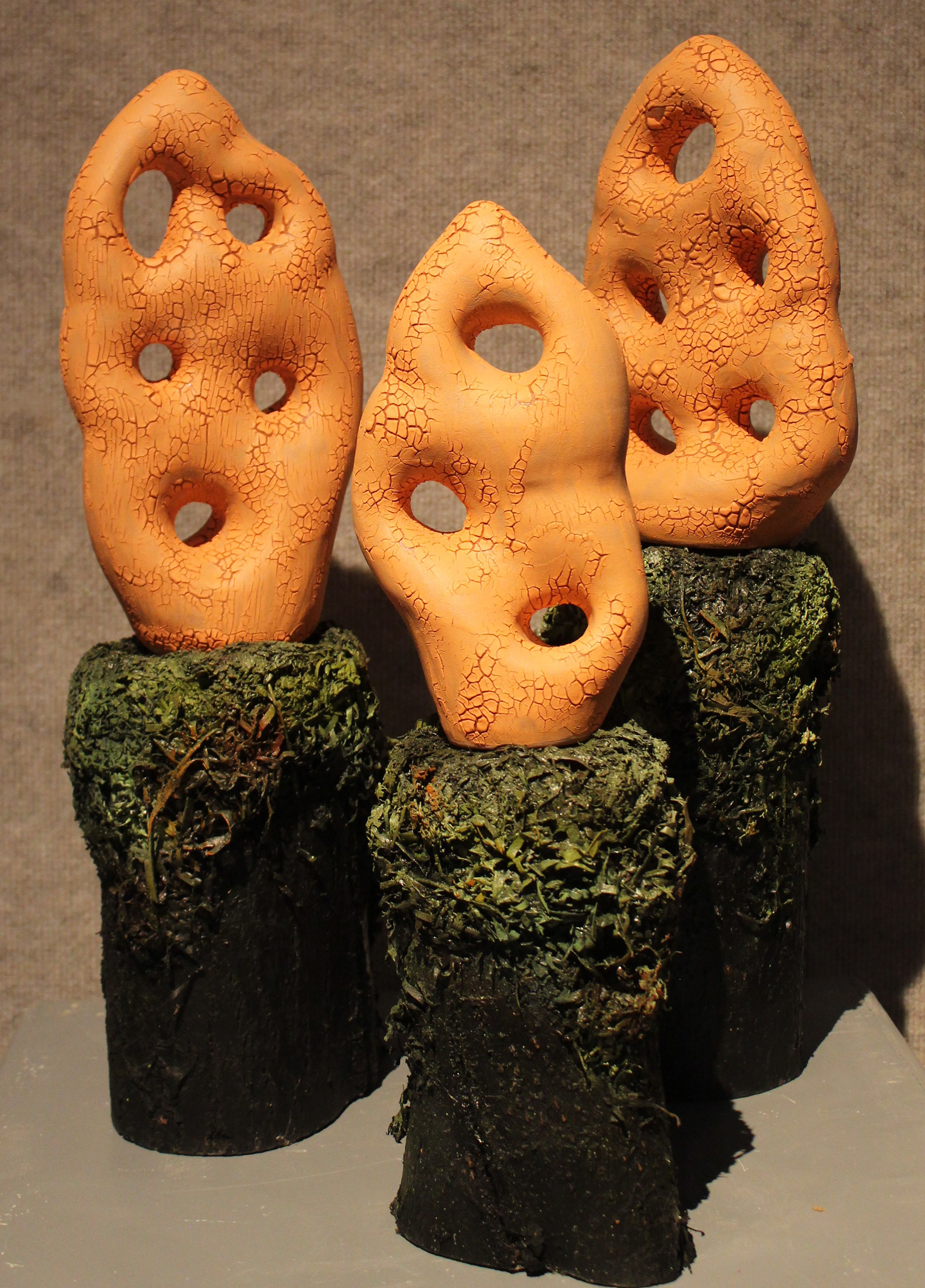 Aurantius Fungi by Mark Freeman