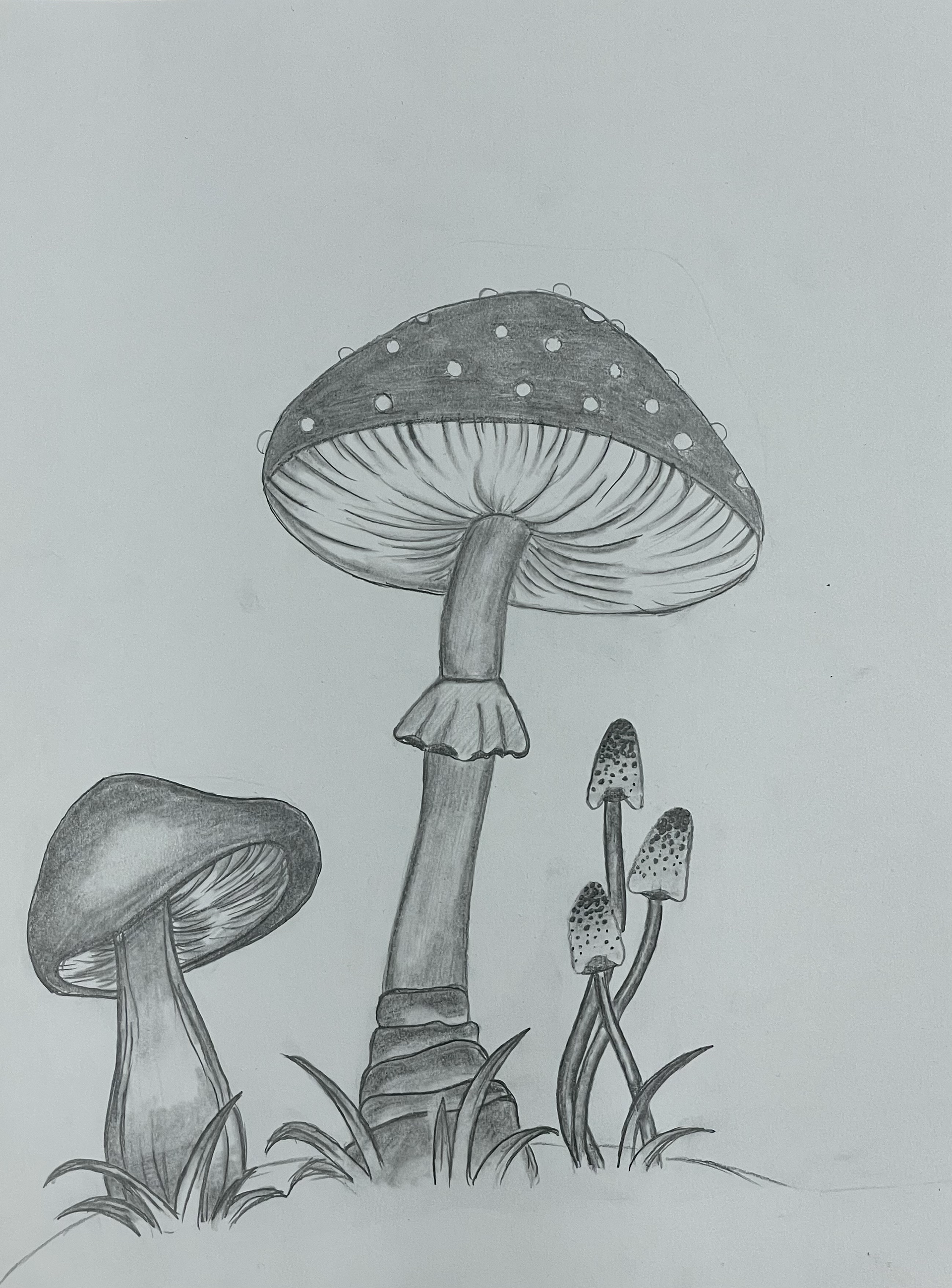 Mushroom Garden by Madison Reinert