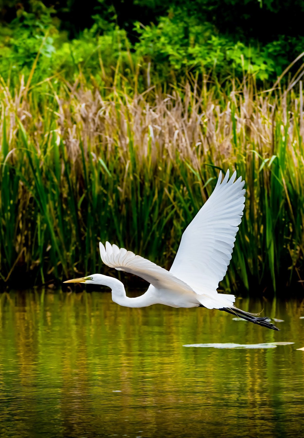 Honey Island Swamp, LA