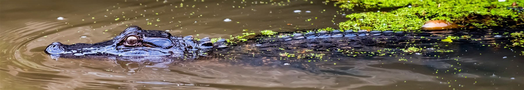 Honey Island Swamp, LA