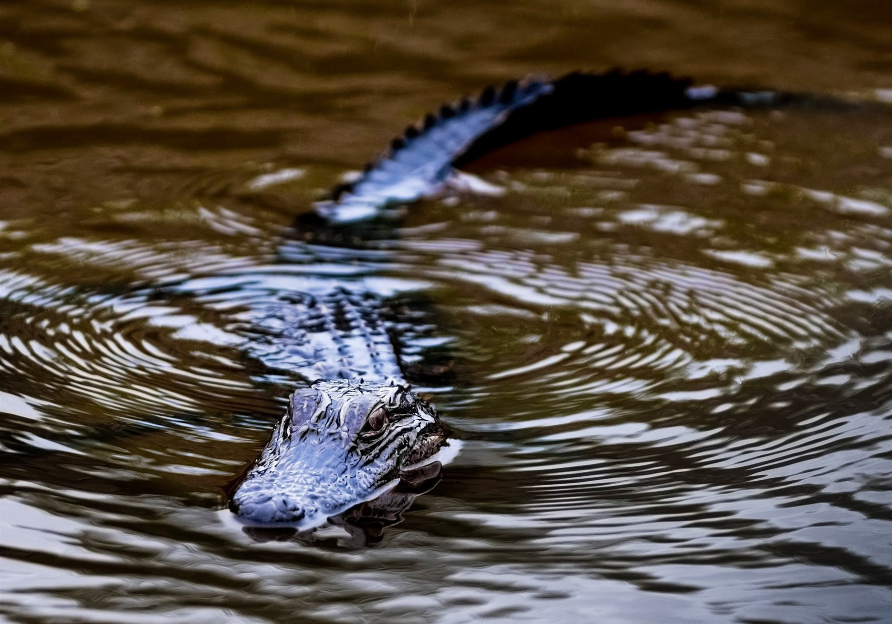 Honey Island Swamp, LA
