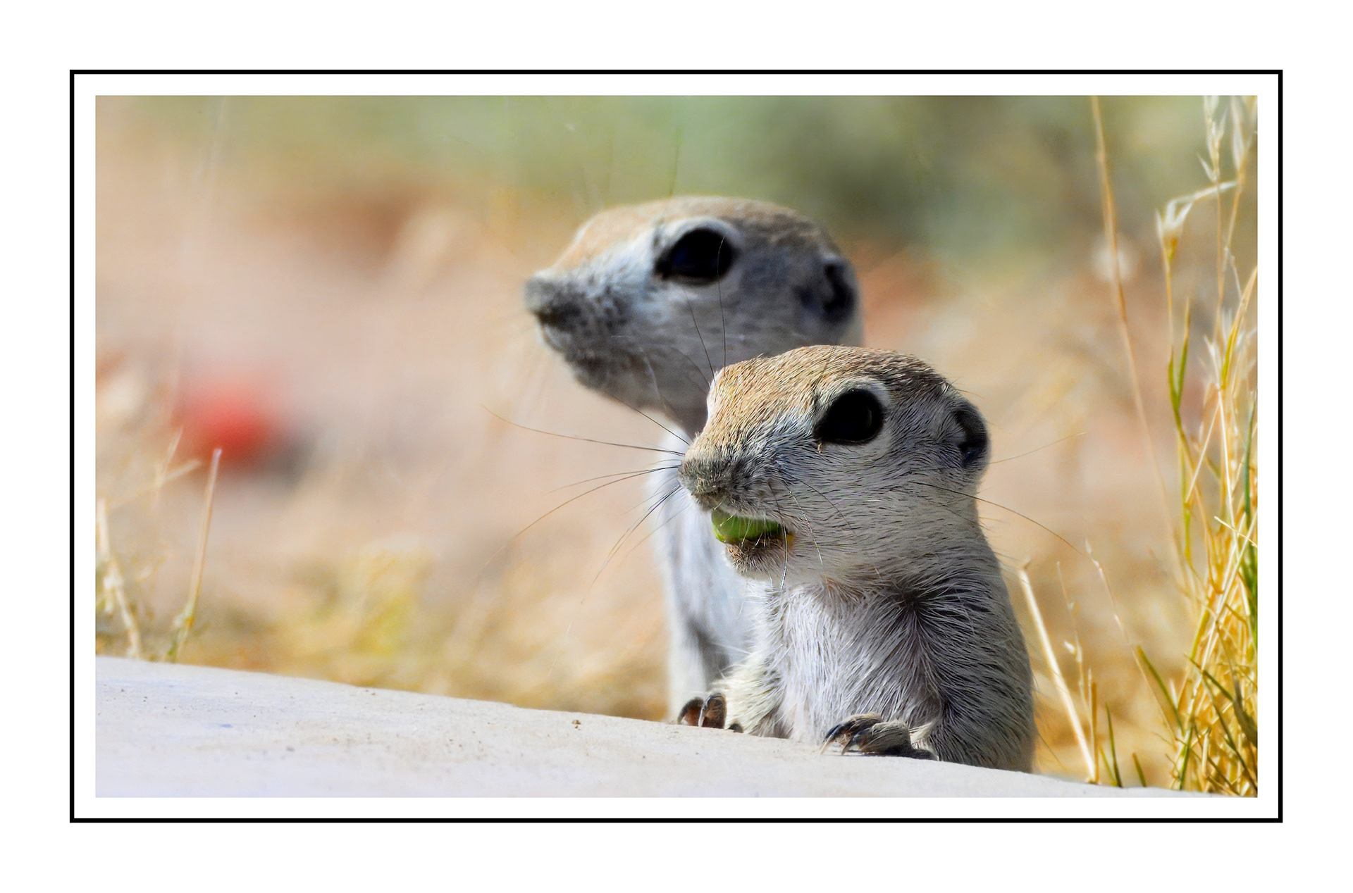 Prairie Dogs at Seemoore's Ice Cream Pahrump, NV