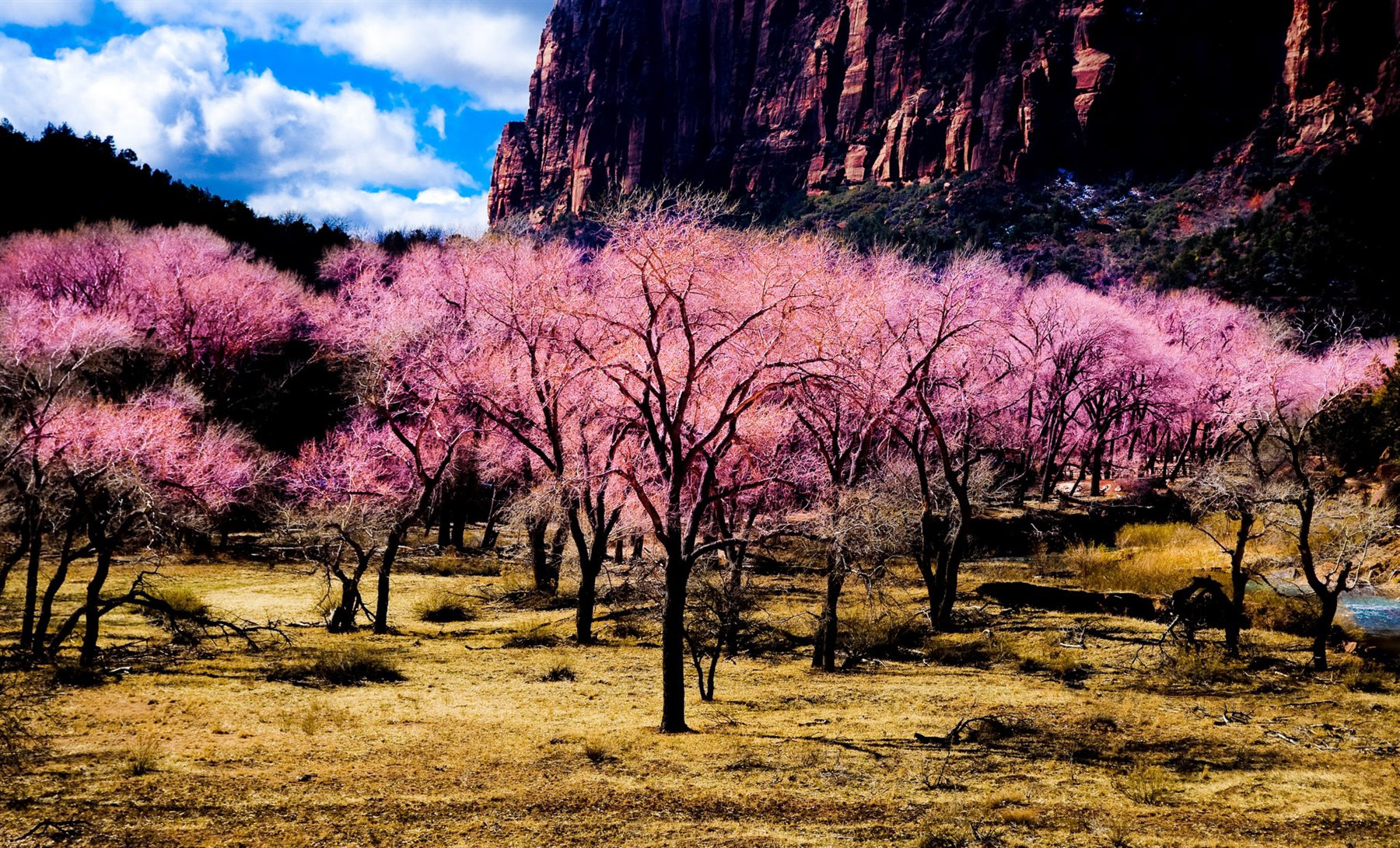 Zion National Park, UT