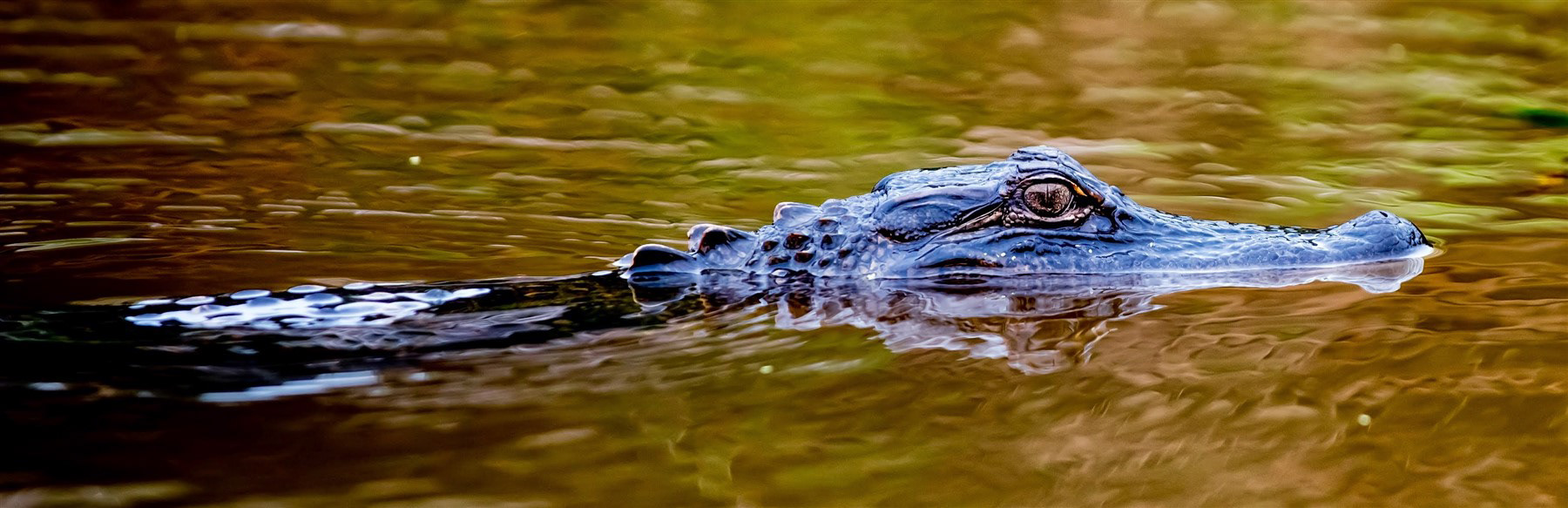 Honey Island Swamp, LA