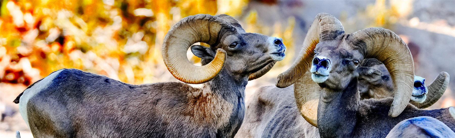 Big Horn Sheep  Hemenway Park, Boulder City, NV