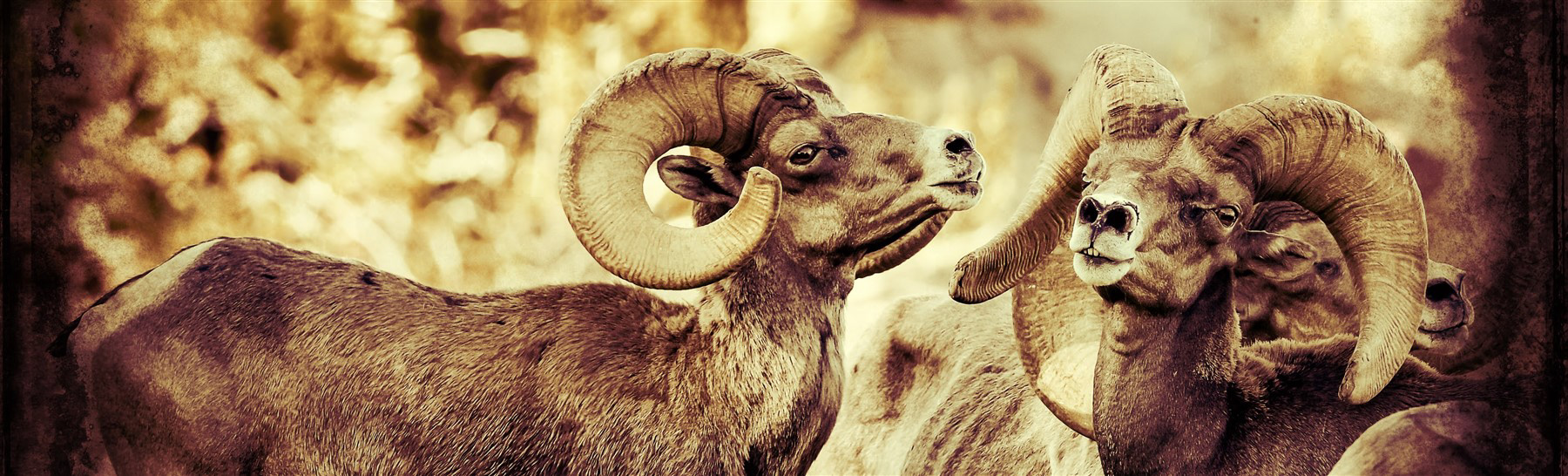 Wild Big Horn Sheep at Hemenway Park, Boulder City, NV