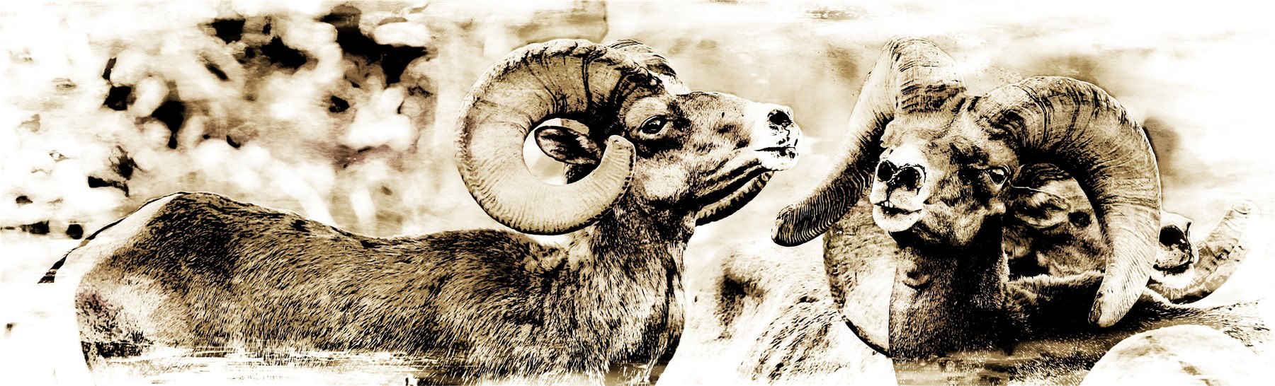 Wild Big Horn Sheep at Hemenway Park, Boulder City, NV