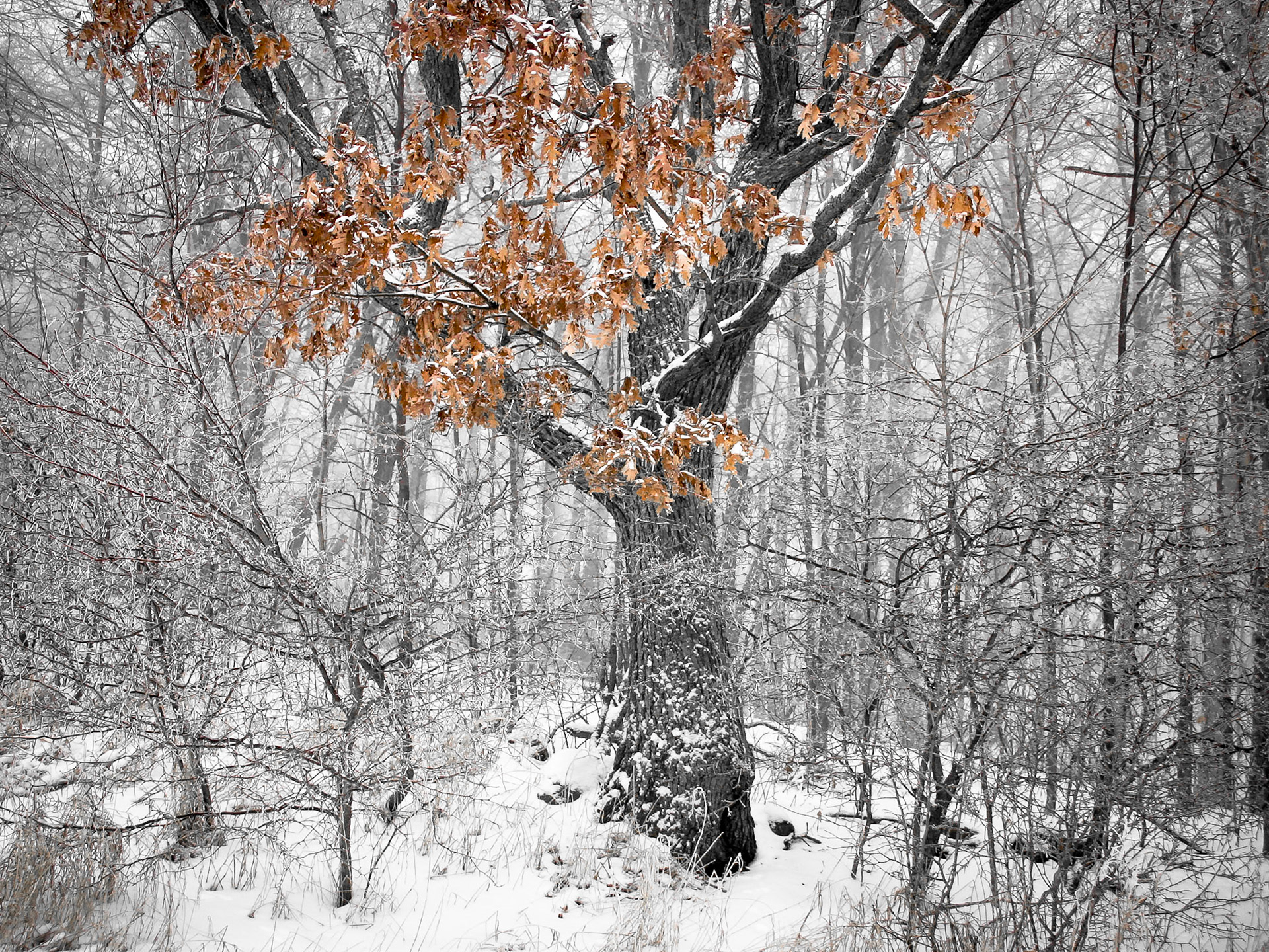 Winter oak, 2006