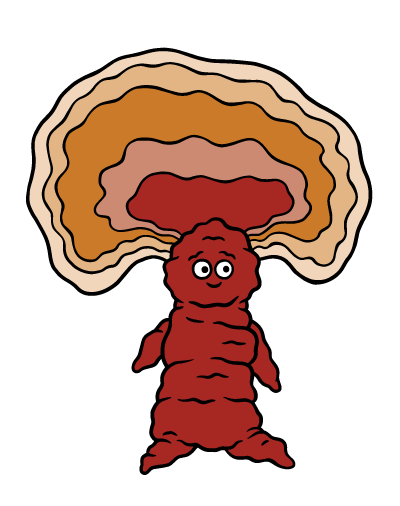 Reishi