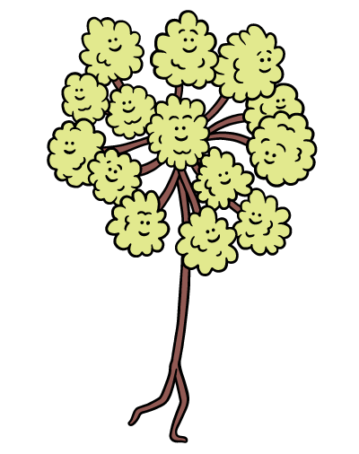 Angelica