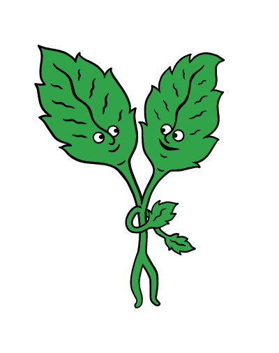 Holy Basil