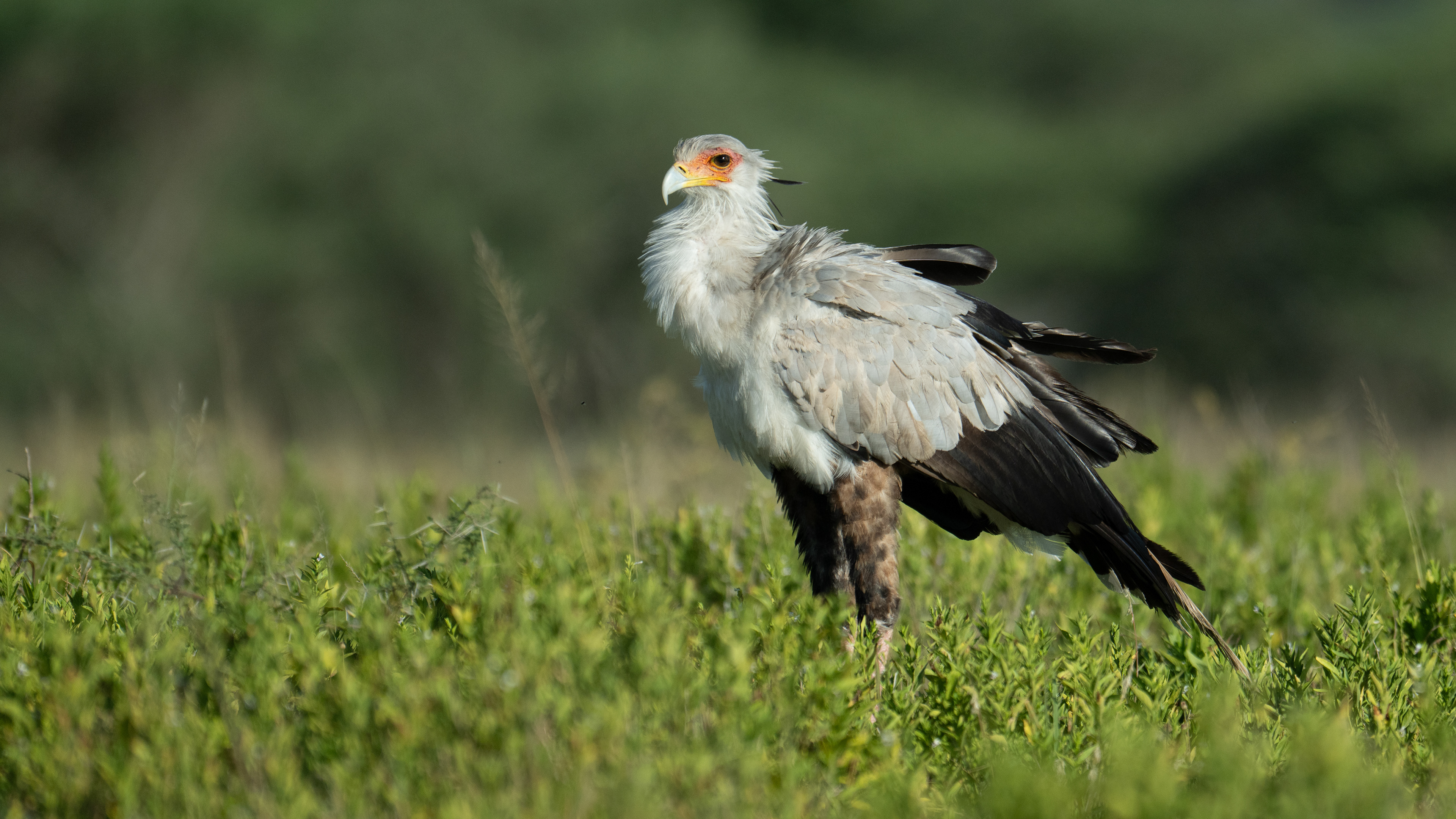 Ndutu Conservation Area - Secretary Bird