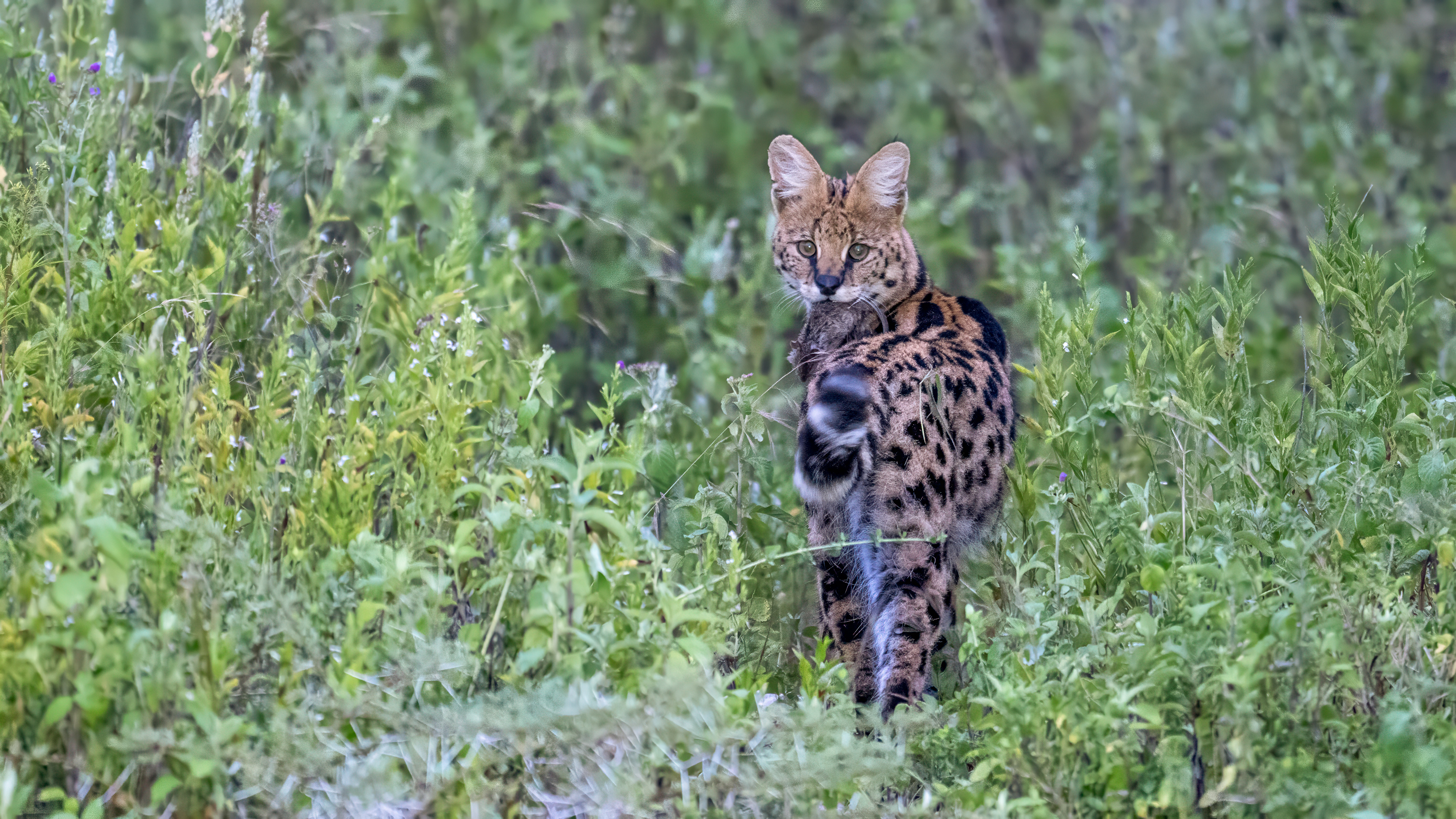 Ndutu Conservation Area - Serval at Dawn