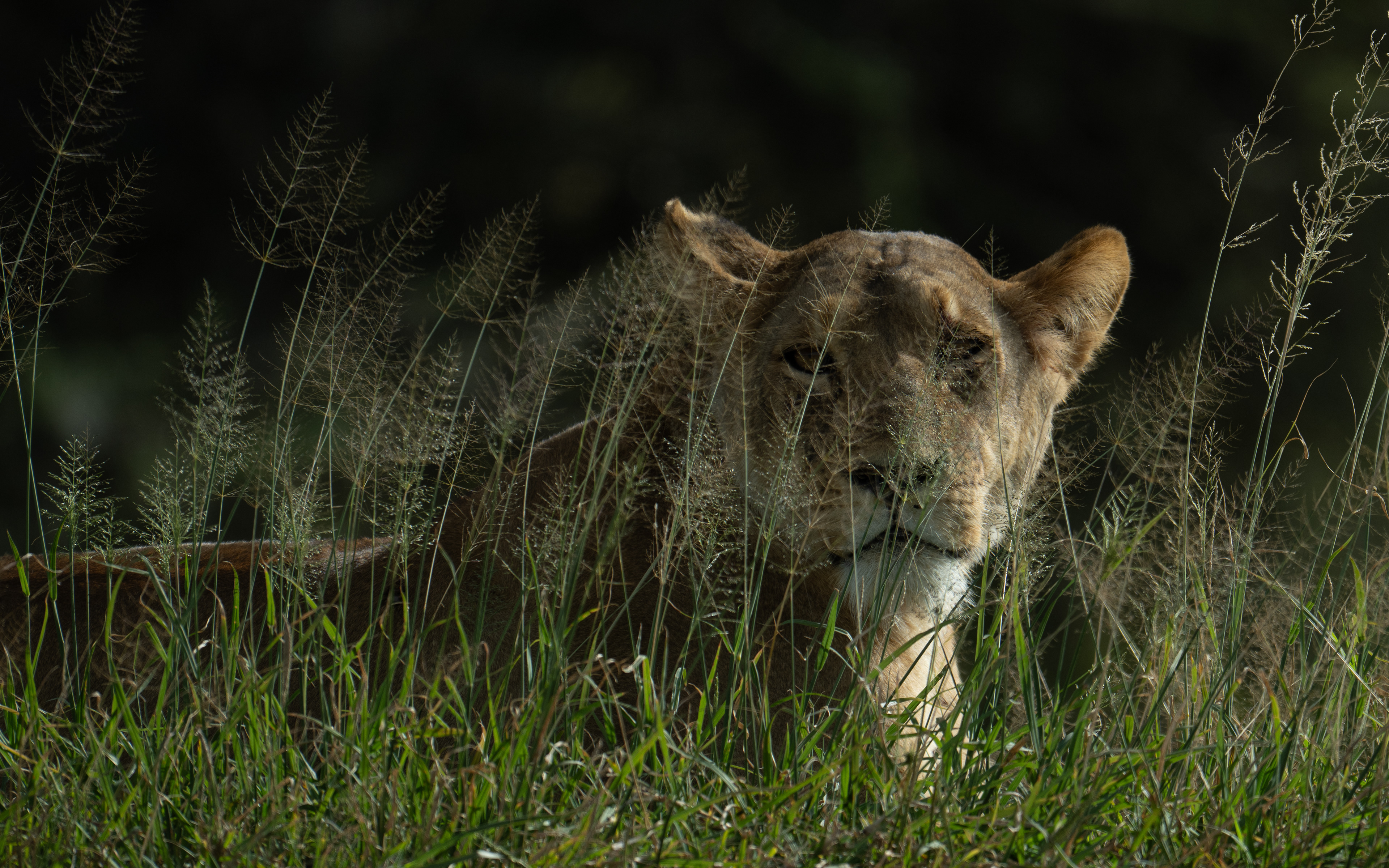 Ndutu Conservation Area