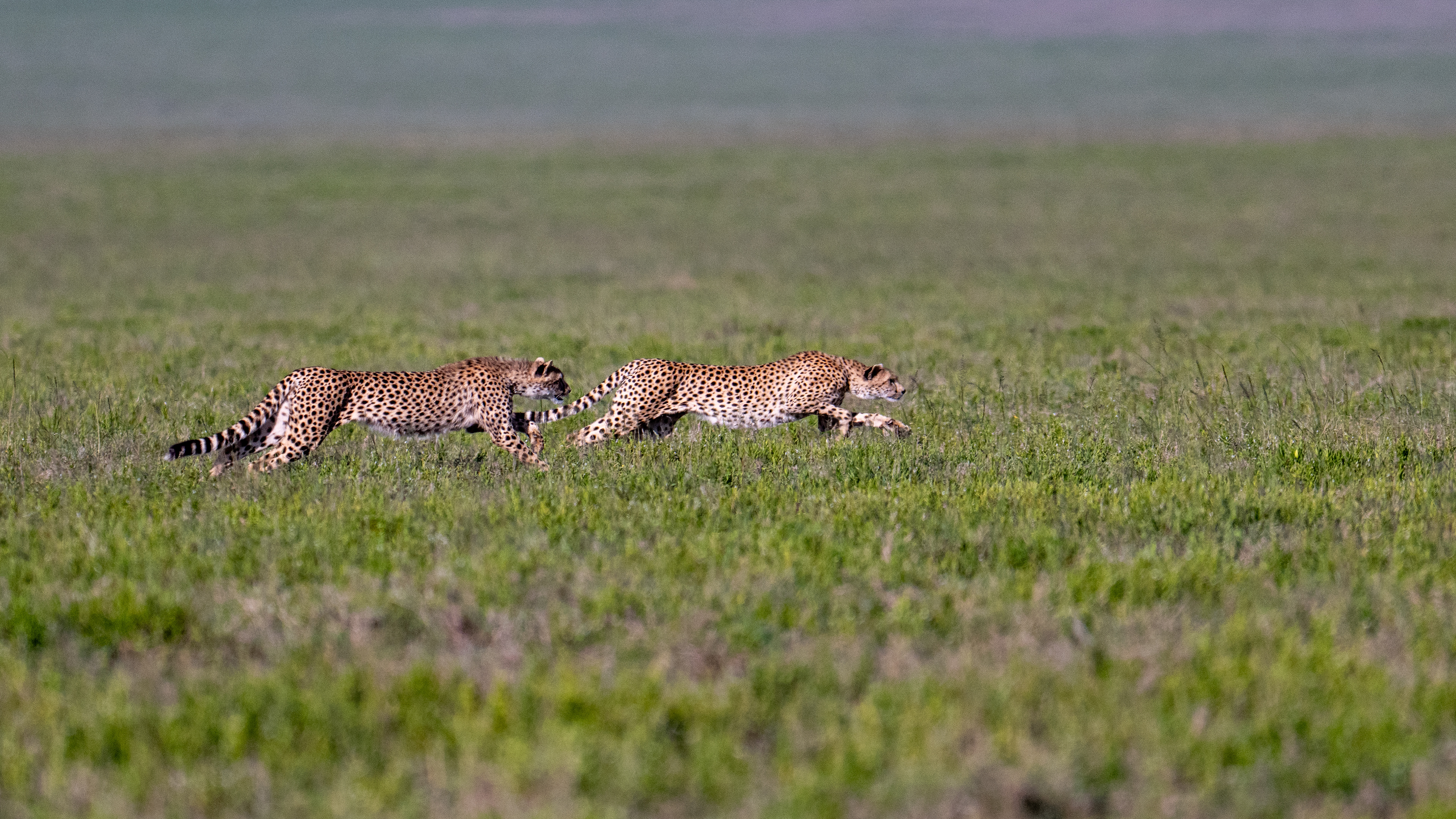 Serengeti National Park - The Pursuit