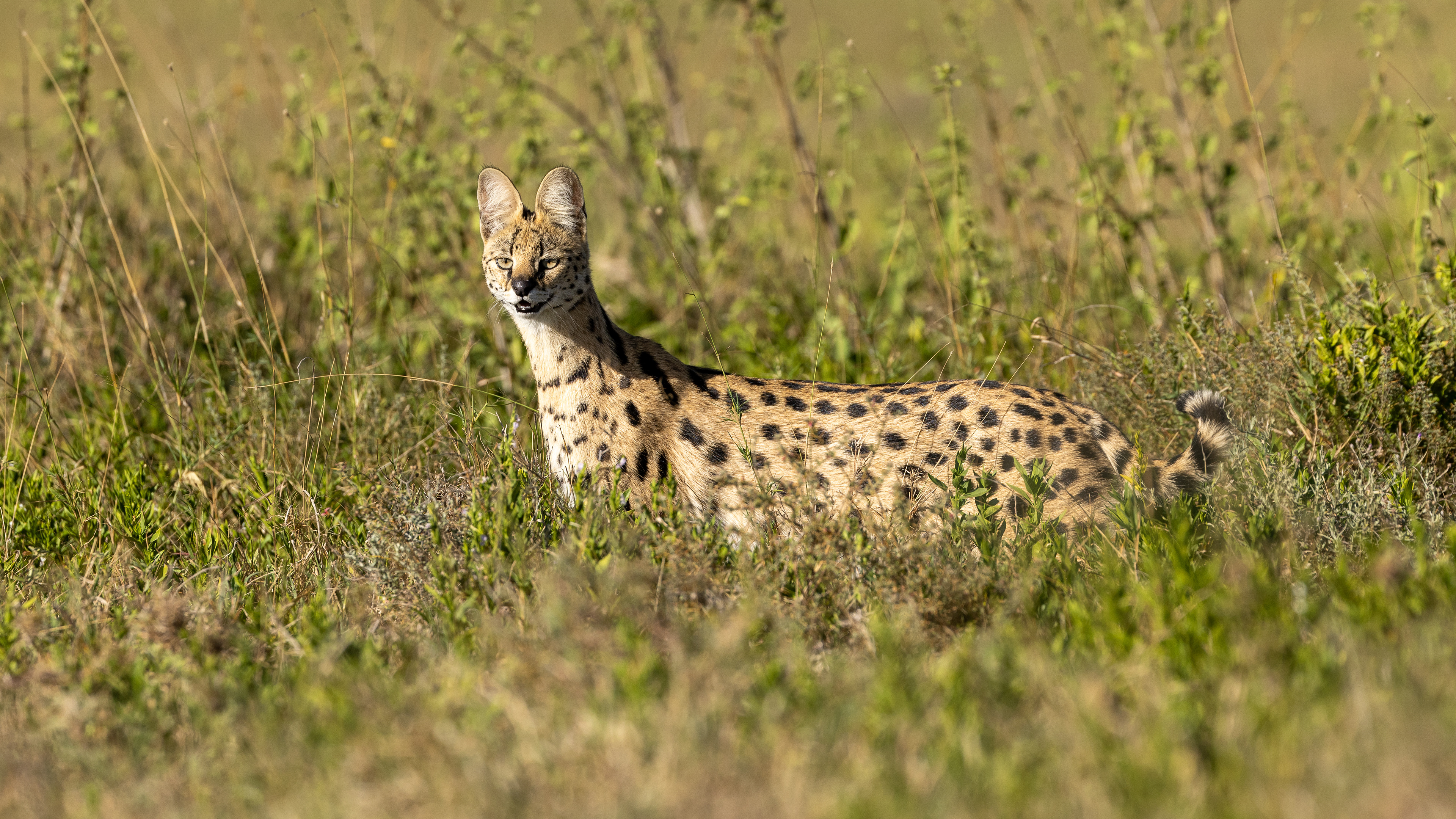 Serengeti National Park - Serval