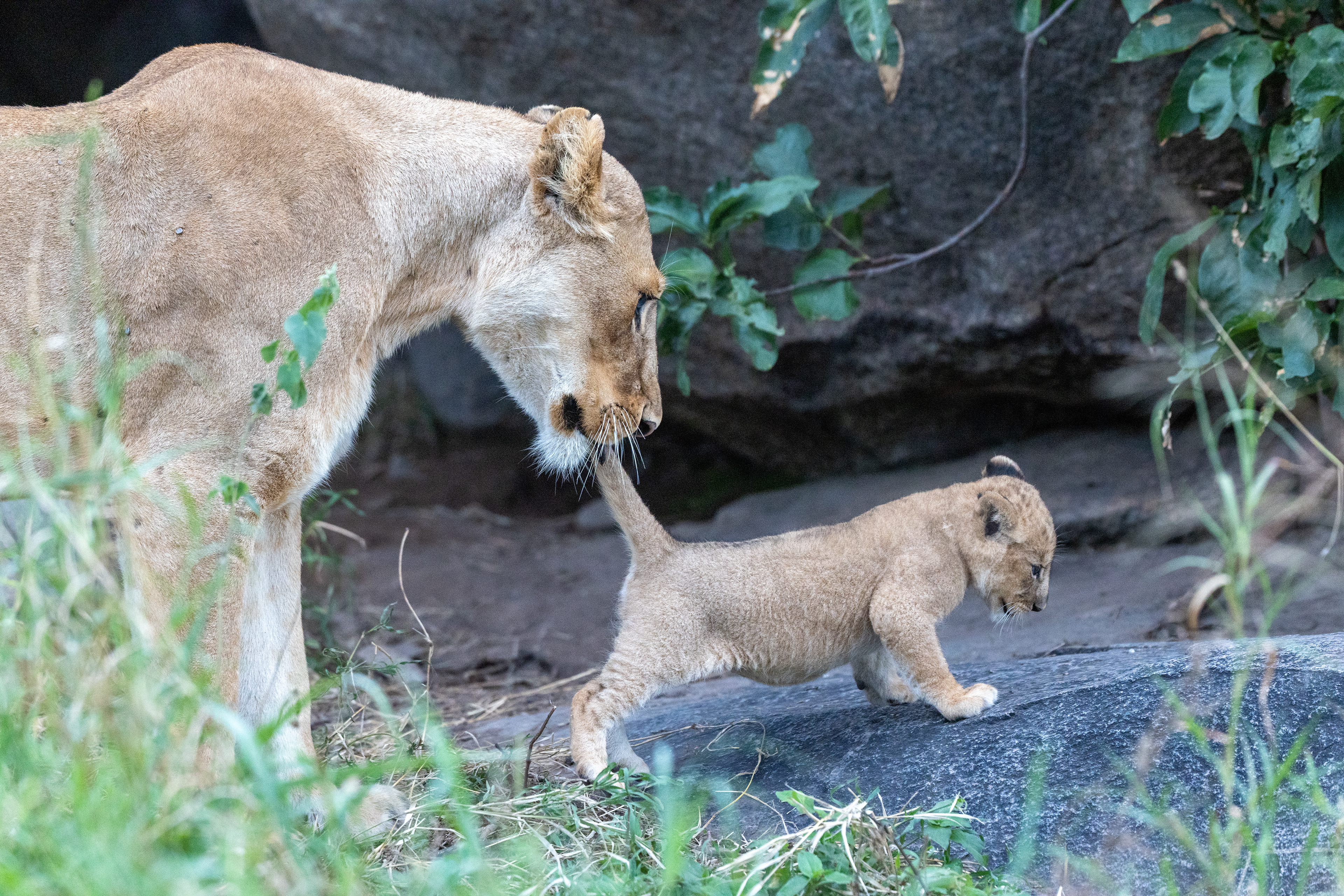 Serengeti National Park