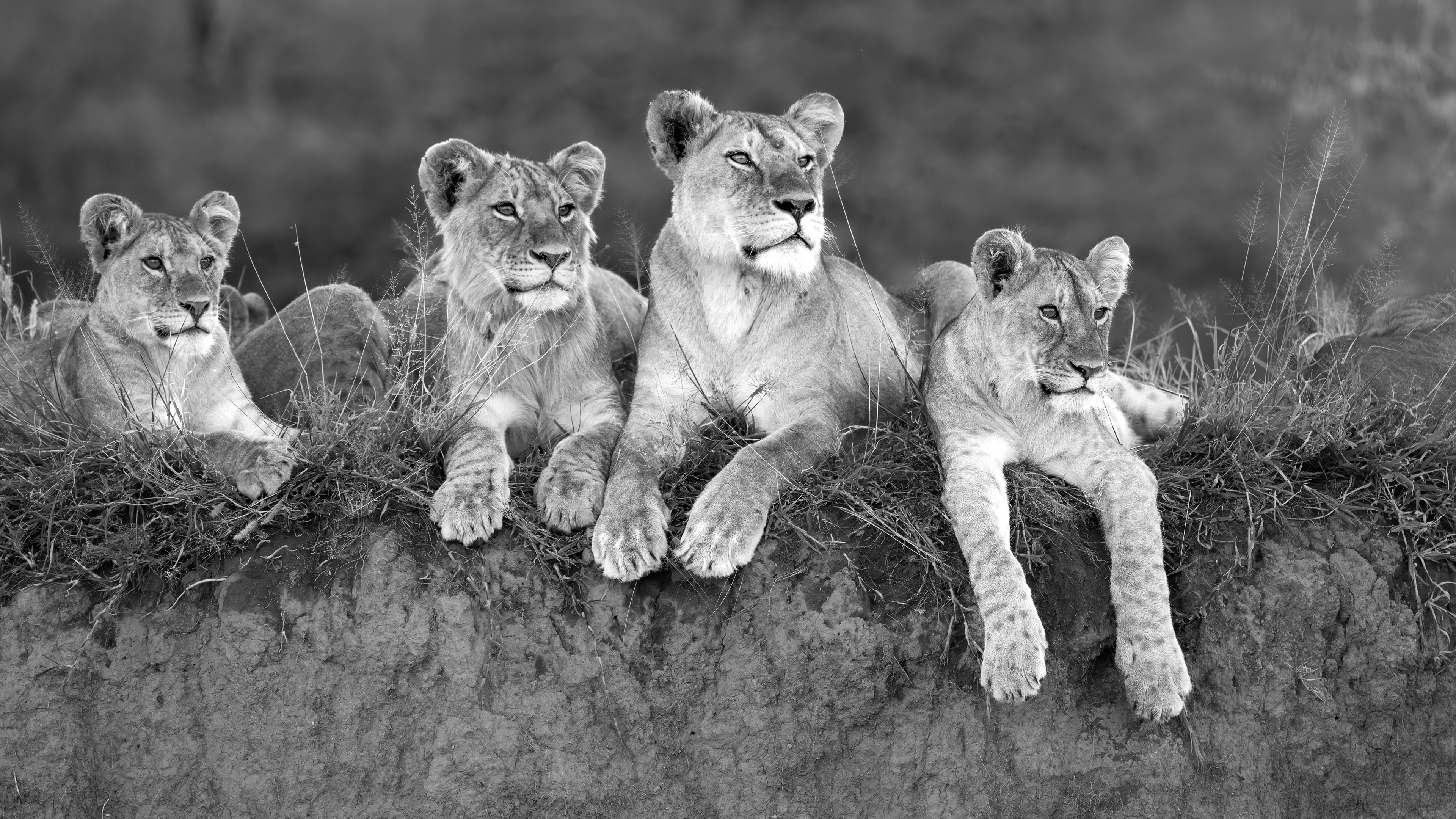 Ndutu Conservation Area