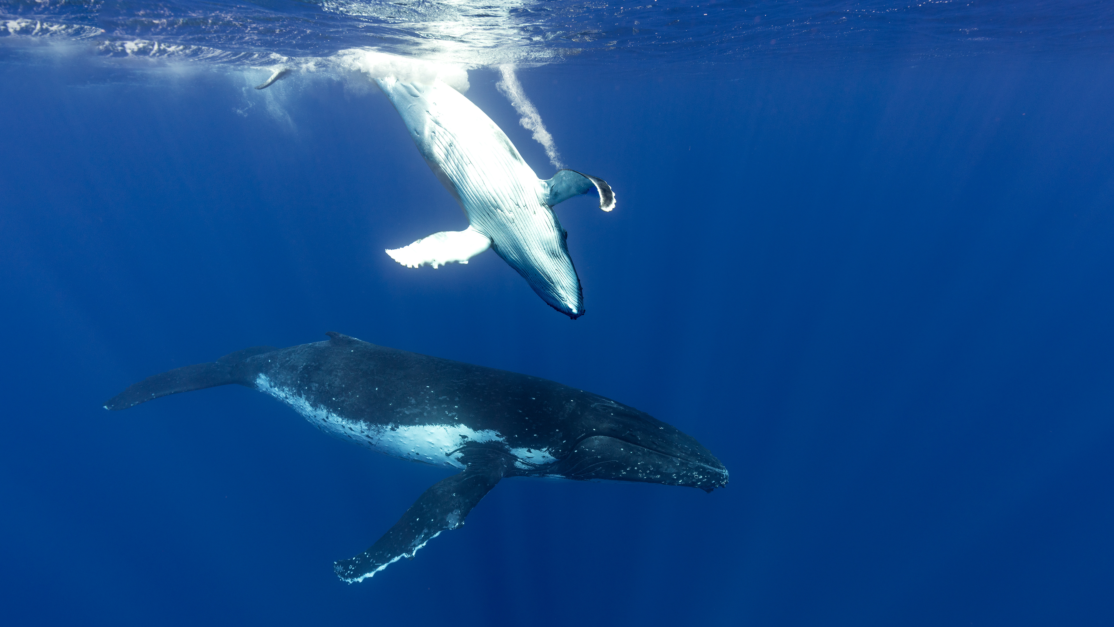 Mon with Playful Calf