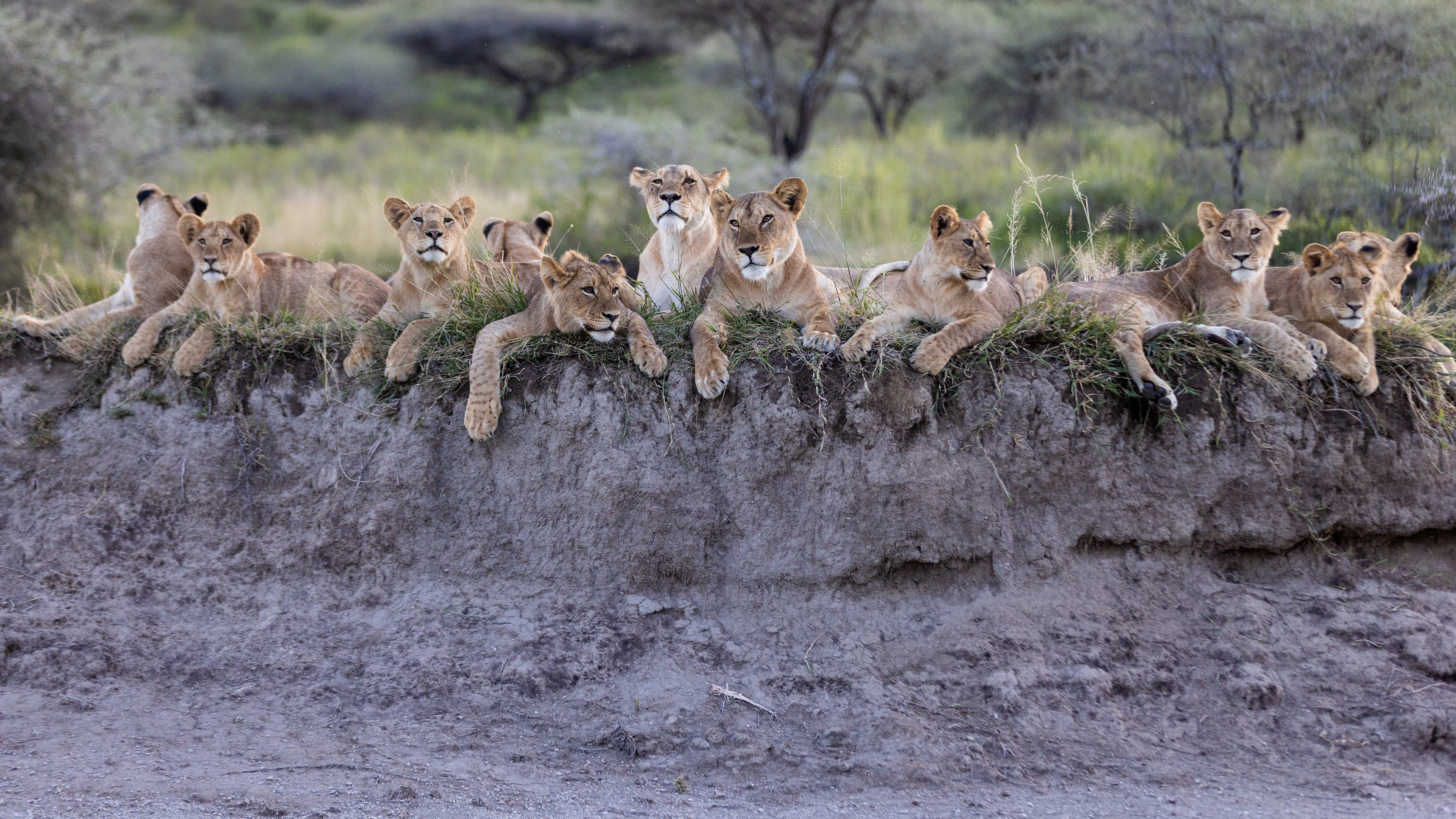 Ndutu Conservation Area
