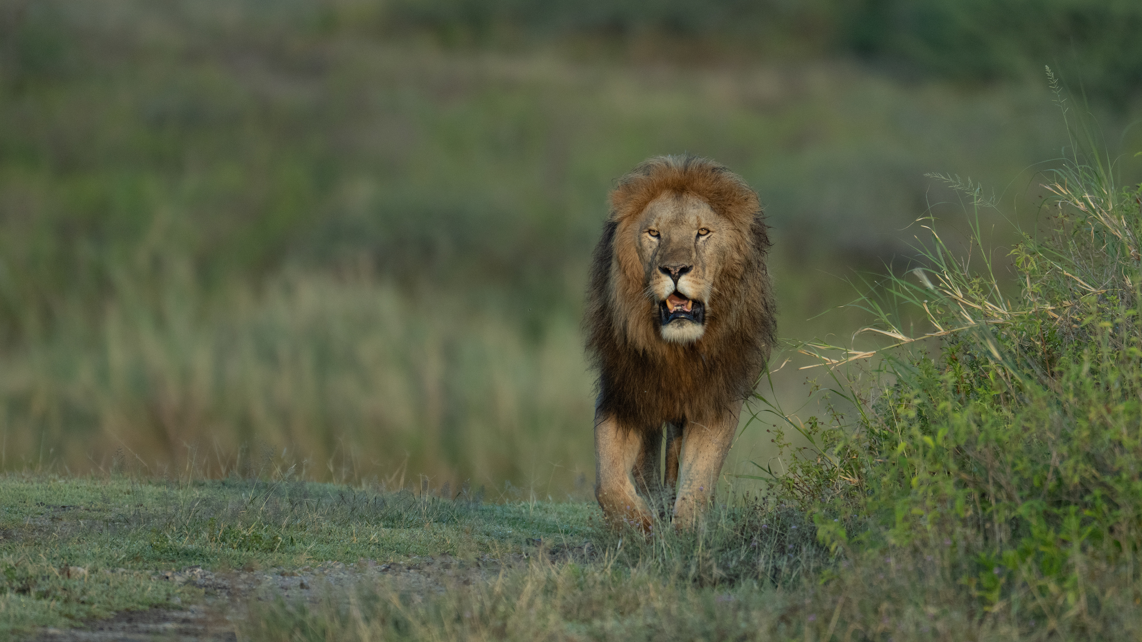 Ndutu Conservation Area