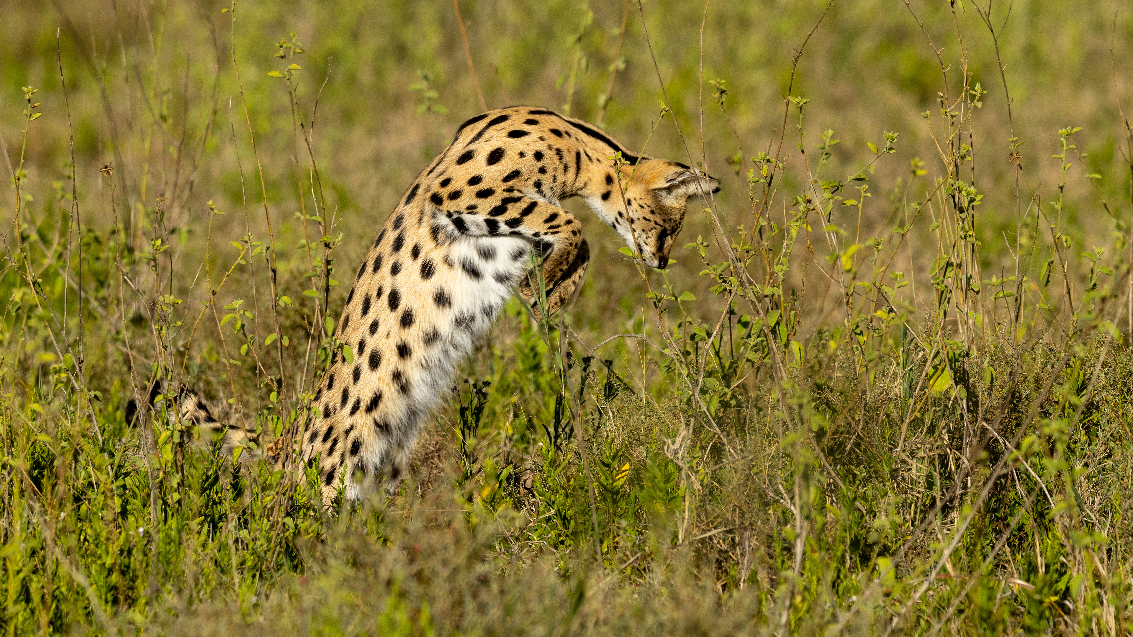Serengeti National Park - Serval