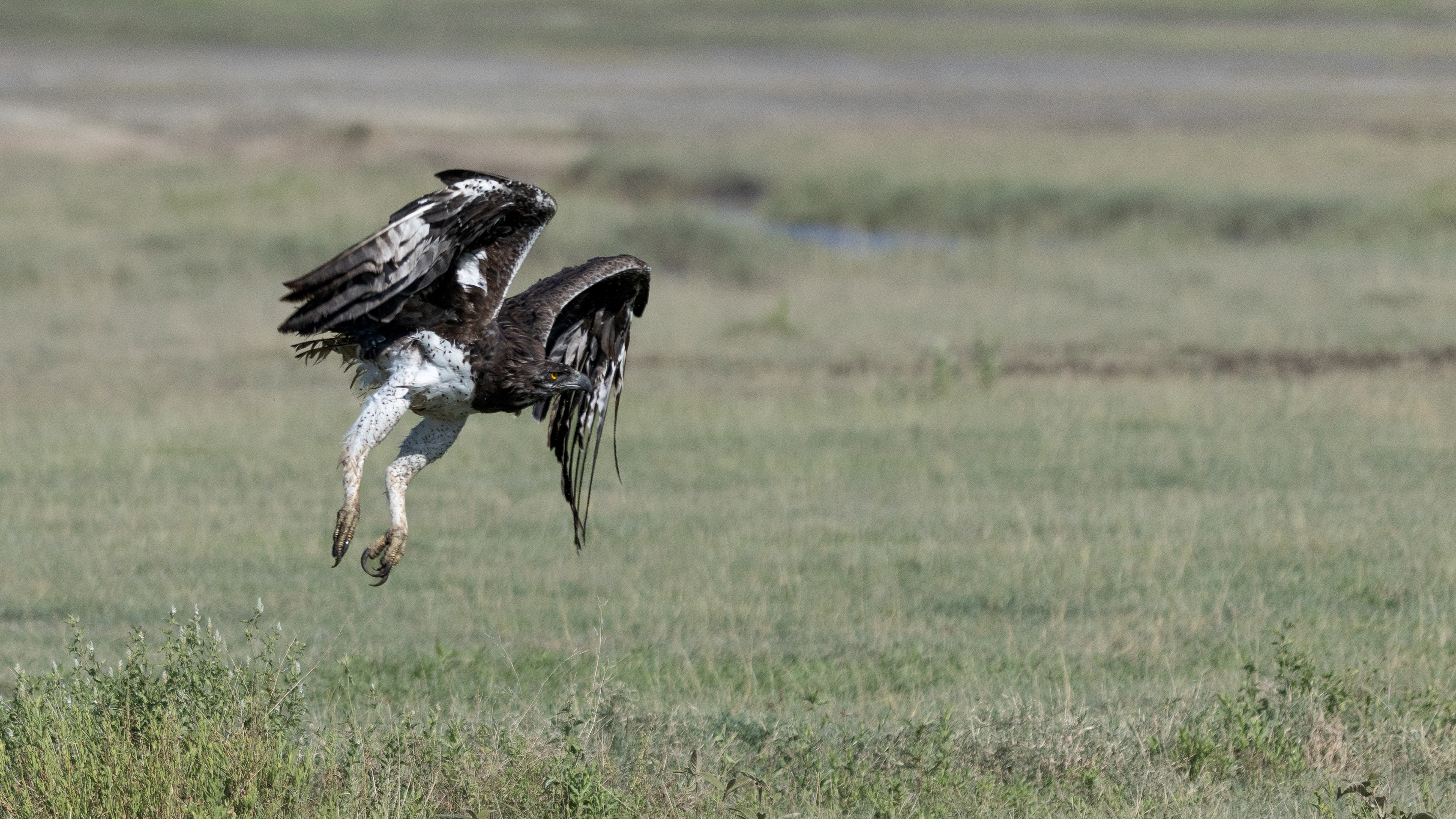 Ndutu Conservation Area - Marshall Eagle