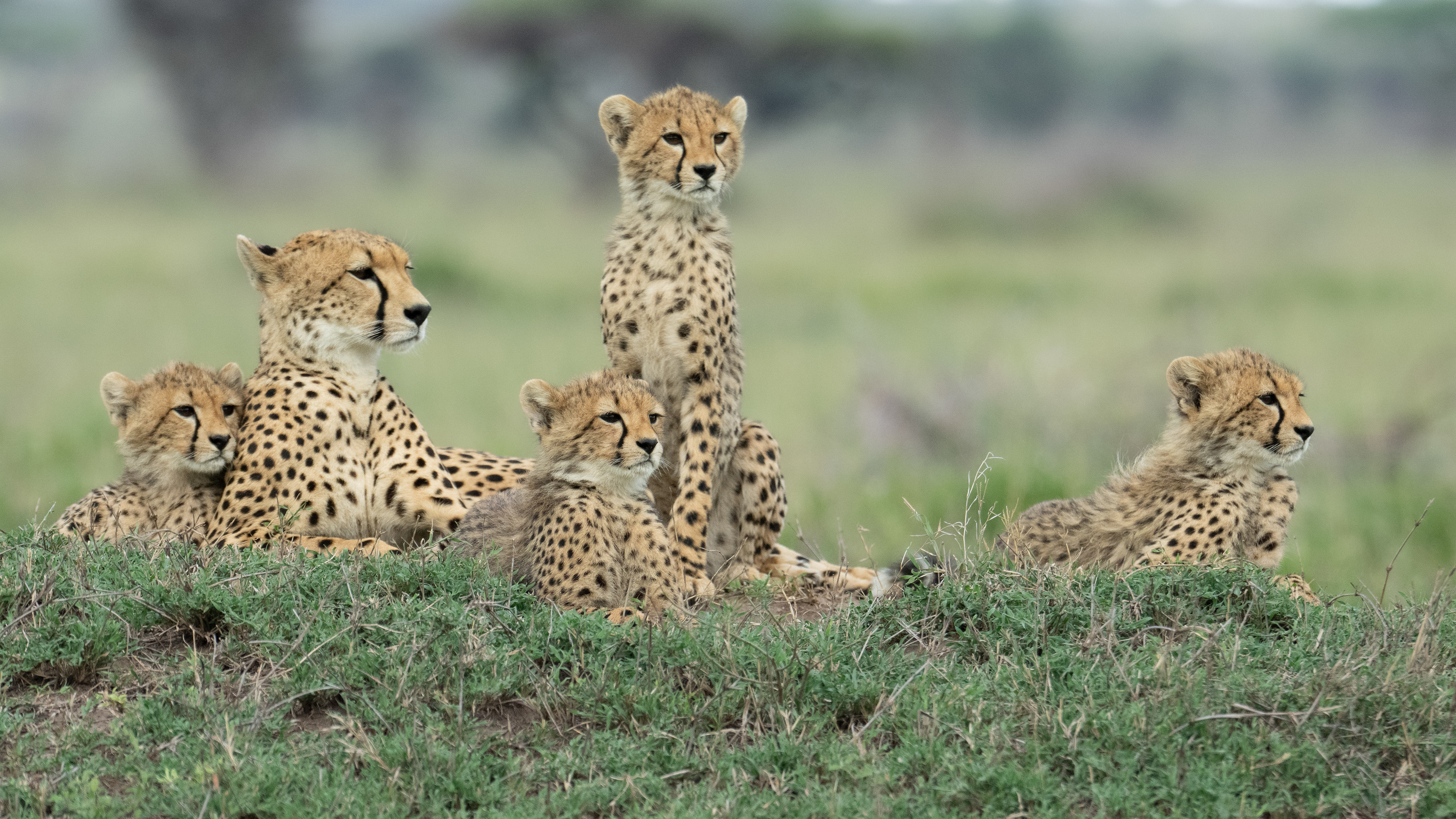 Serengeti National Park