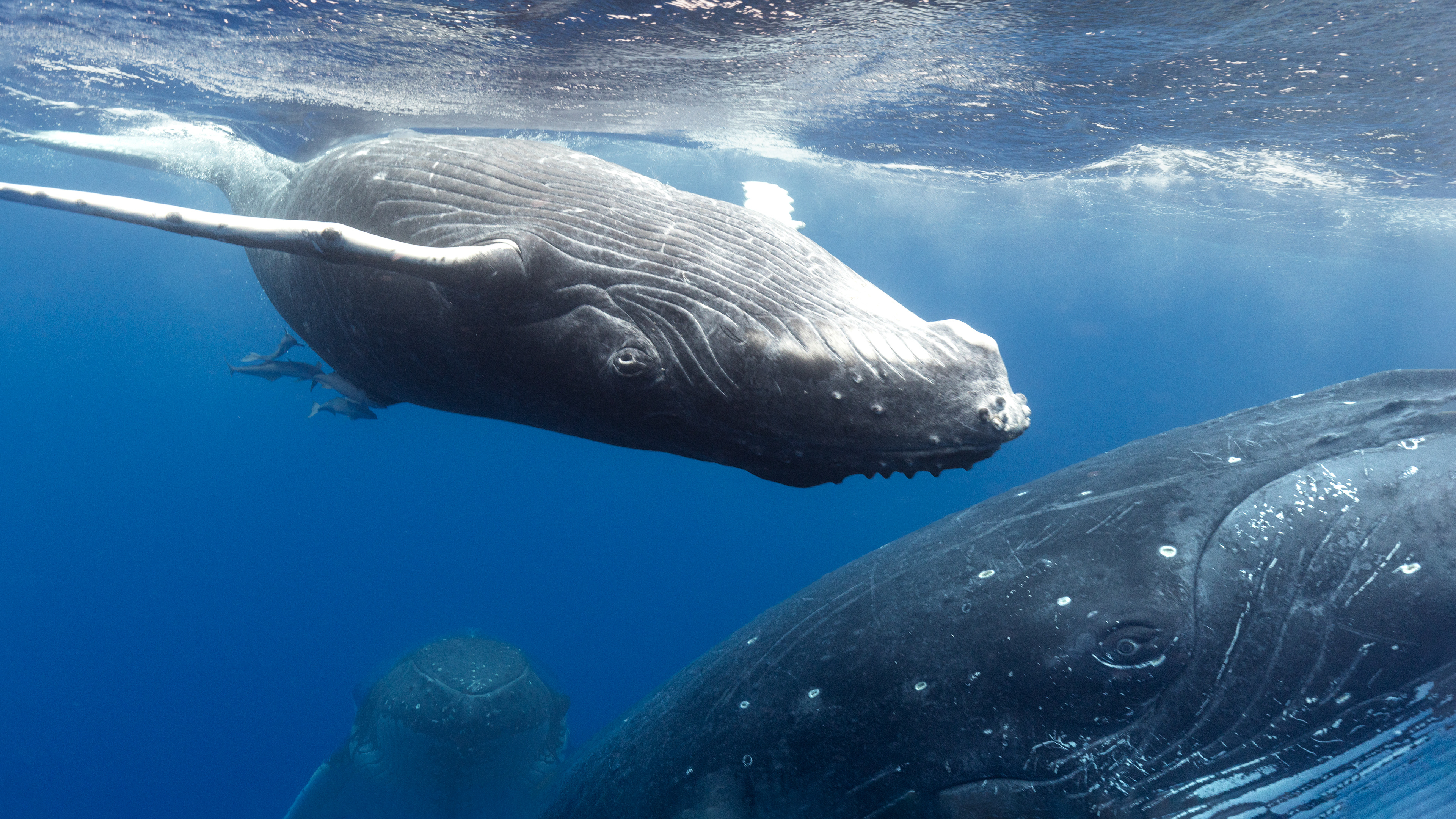 Mom, Calf & Escort