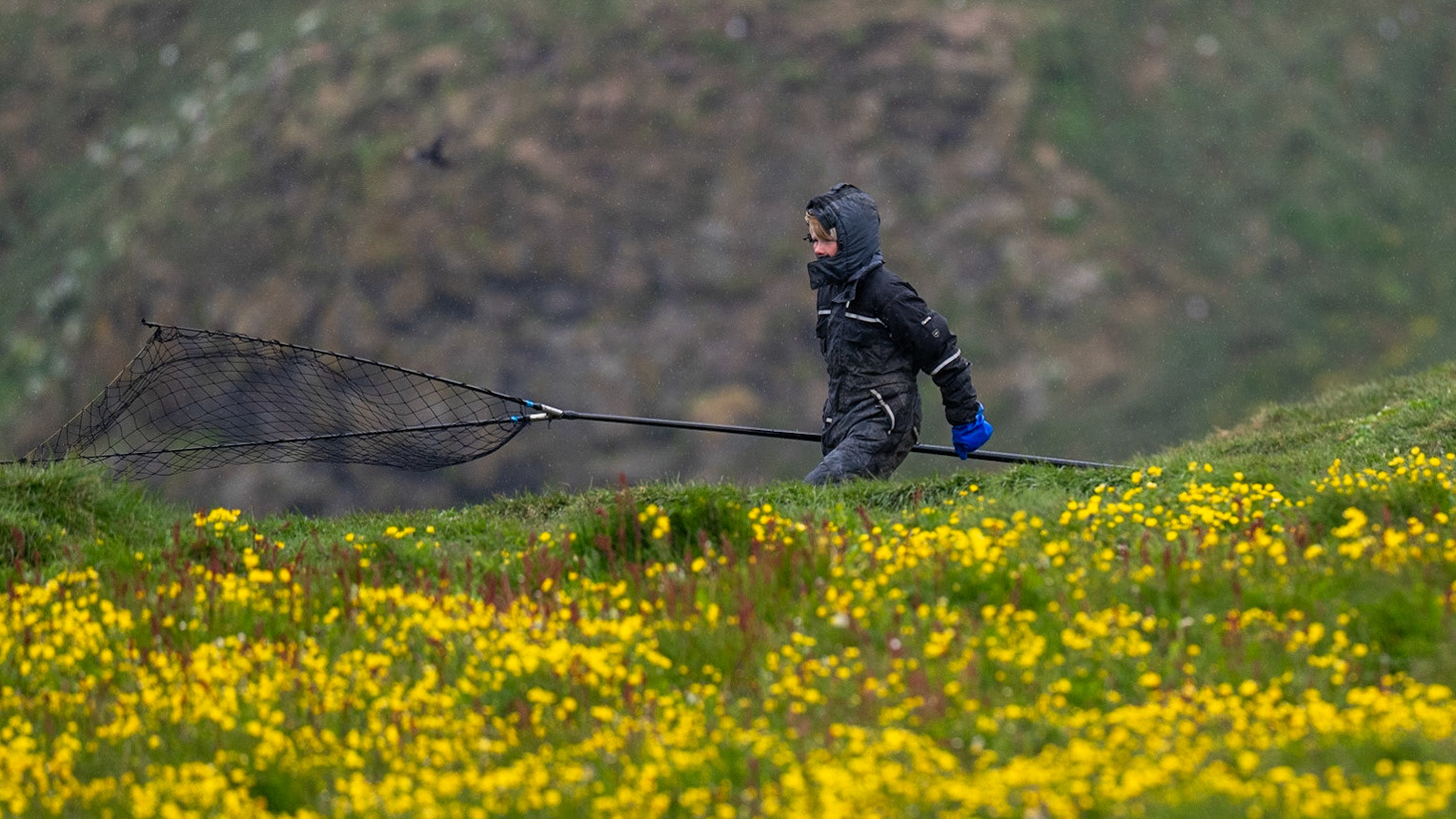 Young Puffin Hunter, Grimsey Island