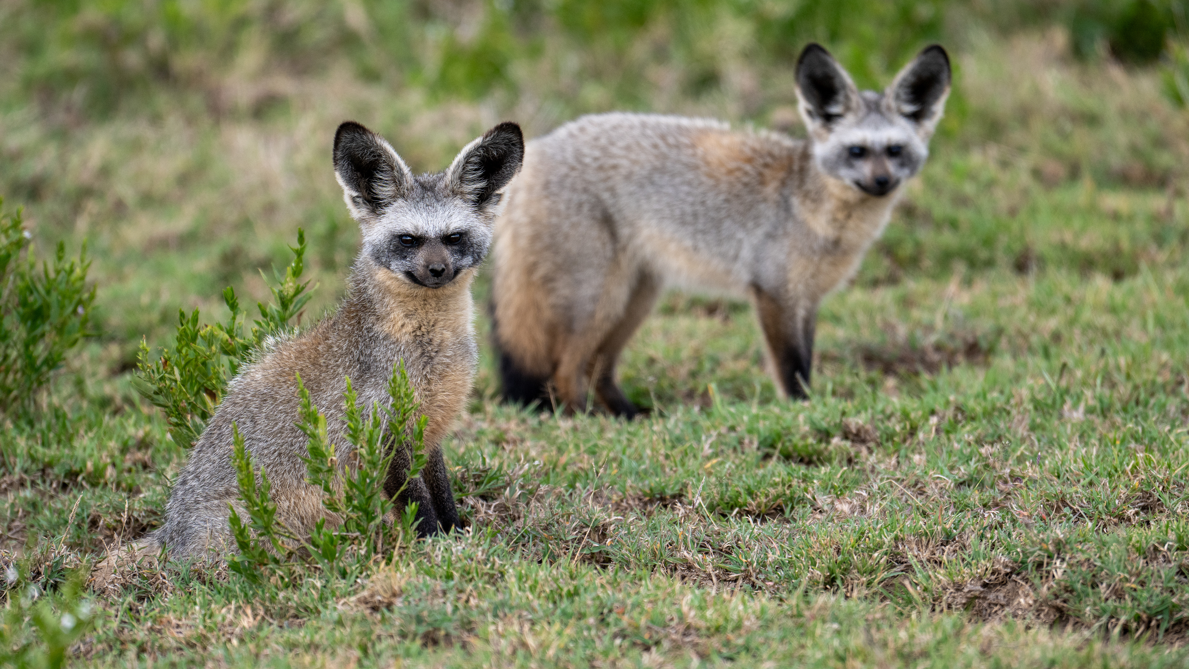 Serengeti National Park - Bat Eared Fox