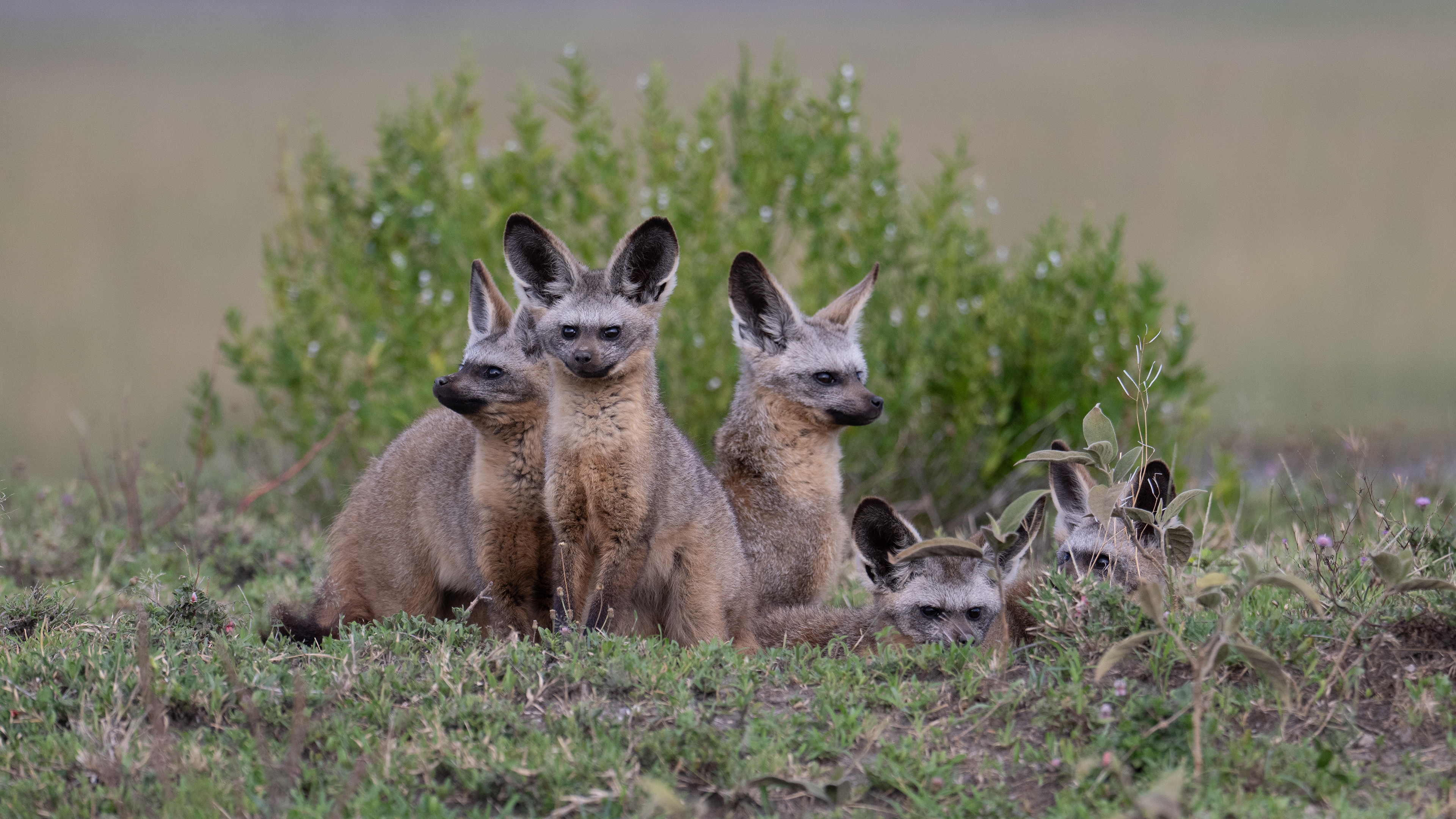 Ndutu Conservation Area - Bat Eared Fox