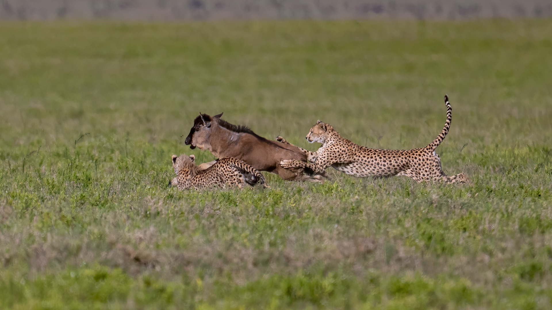 Serengeti National Park - The Takedown